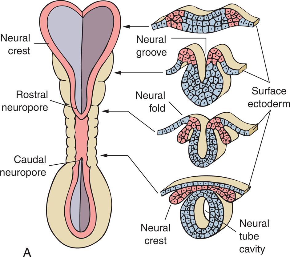 Illustration A shows the lateral and cross-sectional views of the neural crest, the rostral neuropore, and the caudal neuropore. Accompanying illustrations show the stages of the folding of the neural cells and the surface ectoderm. • The illustration shows wavy layers of tissues made of alternating neural and ectoderm cells. • The illustration shows the neural cells forming a groove and the ectoderm cells clustered. • The illustration shows the neural fold with the ectoderm cells curving inward. • The illustration shows a neural tube cavity with a neural crest and a surface ectoderm. Illustration B shows and labels the following structures in a neural tube from the top to the bottom: cavity, wall, prosencephalon, mesencephalon, rhombencephalon, and spinal cord. Illustration C shows a neural tube develop into the primary and secondary vesicles. The following structures are labeled from the top to the bottom: forebrain, midbrain (nerve tracts that connect the forebrain to the hind brain), hindbrain, and spinal cord. The forebrain comprises the telencephalon (cerebral hemispheres corpus striatum) and the diencephalon (thalamus, hypothalamus, epithalamus, posterior pituitary). The hindbrain comprises metencephalon (cerebellum, pons) and myelencephalon (medulla).