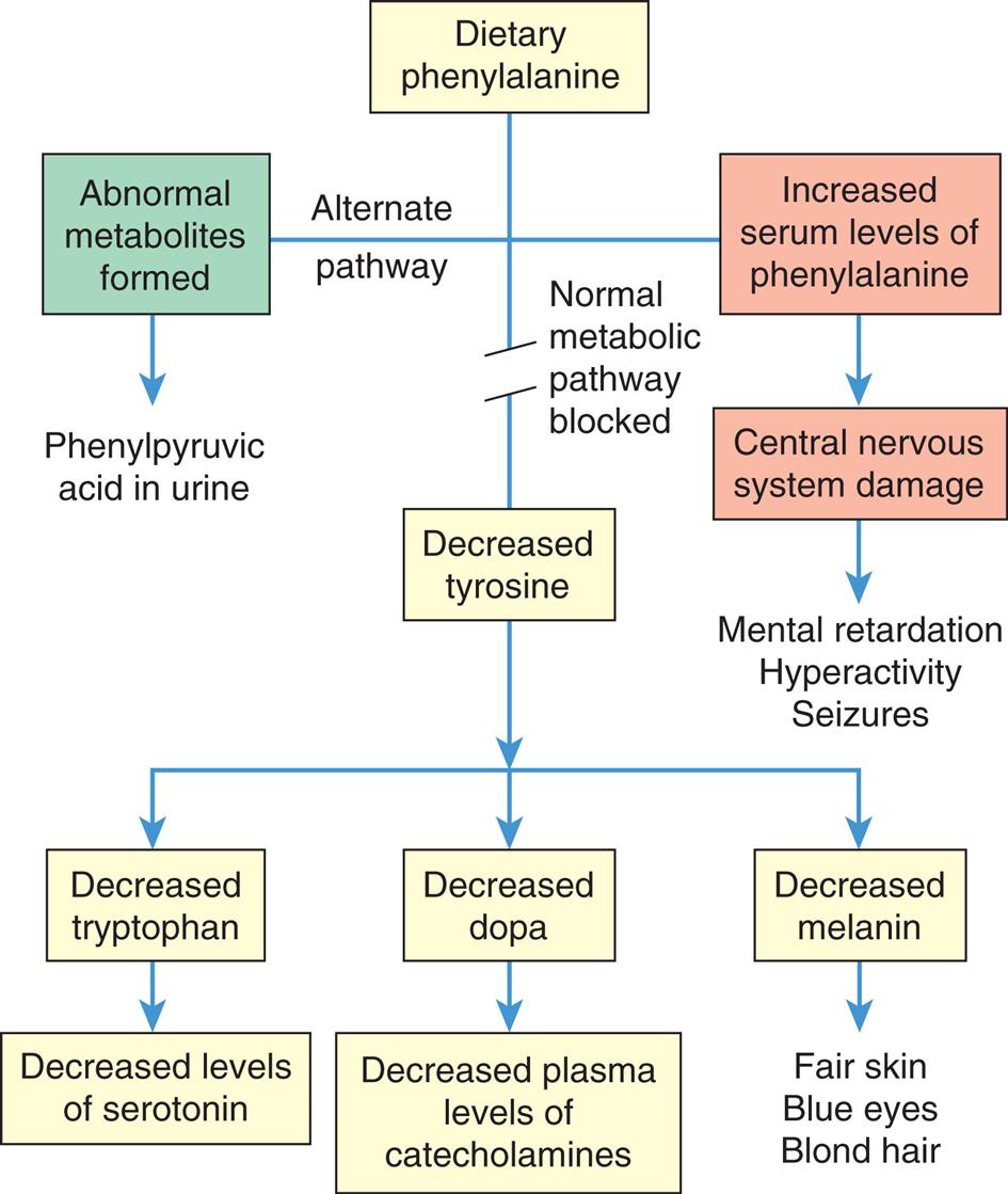 A flowchart shows metabolic error and consequences in phenylketonuria. There are three pathways from dietary phenylalanine. • Alternate pathway: abnormal metabolites formed, leading to phenyl pyruvic acid in urine. • Normal metabolic pathway blocked. • Increased serum levels of phenylalanine lead to central nervous system damage and subsequently to mental retardation, hyperactivity, and seizures. Decreased tyrosine leads to the following conditions. • Decreased tryptophan, leading to decreased levels of serotonin. • Decreased dopa, leading to decreased plasma levels of catecholamines. • Decreased melanin, leading to fair skin, blue eyes, and blond hair.