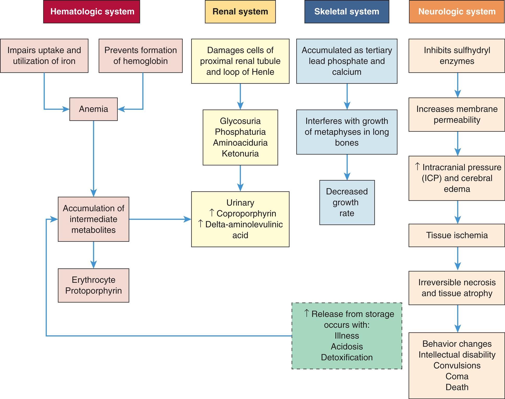 A flowchart tracks a systemic effects of increased lead absorption in children. The flowchart shows four systems. The hematologic system is as follows. Impaired update and utilization of iron and prevention of formation of hemoglobin leads to anemia. Anemia leads to accumulation of intermediate metabolites, which in turn results in either of the following: • Erythrocyte, protoporphyrin. • Urinary, increased coproporphyrin, increased delta-aminolaevulinic acid. The renal system undergoes the following changes. • Damages cells of proximal rental tubule and loop of Henle. • Glycosuria, phosphaturia, aminoaciduria, and ketonuria. • Urinary, increased coproporphyrin, increased delta-aminolaevulinic acid. The skeletal system undergoes the following changes. • Accumulated as tertiary lead phosphate and calcium. • Interferes with growth of metaphysis in long bones. • Decreased growth rate. The neurologic system undergoes the following changes. • Inhibits sulfhydryl enzymes. • Increases membrane permeability. • Increased intracranial pressure (I C P) and cerebral edema. • Tissue ischemia. • Irreversible necrosis and tissue atrophy. • Behavior changes, intellectual disability, convulsions, coma, and death. Increased release from storage occurs with illness, acidosis, and detoxification leads to accumulation of intermediate metabolites.