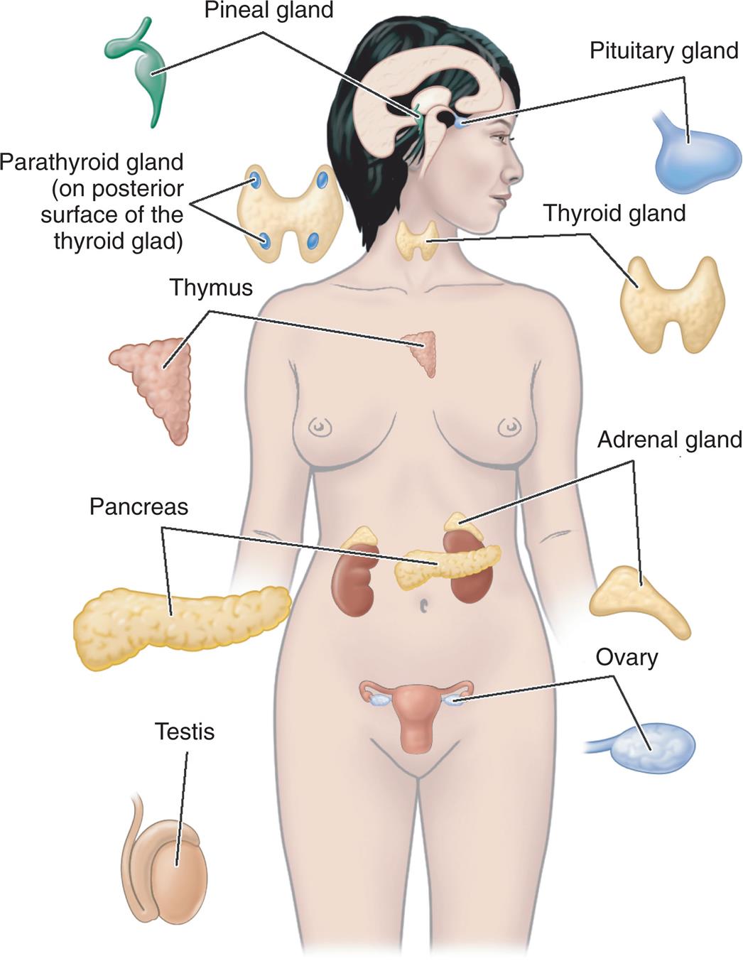 An illustration of a human figure identifies and labels the following major endocrine glands, from the top to the bottom: pineal gland, pituitary gland, thyroid gland, parathyroid gland (on posterior surface of the thyroid gland), thymus, adrenal gland, pancreas, ovary, and testis.