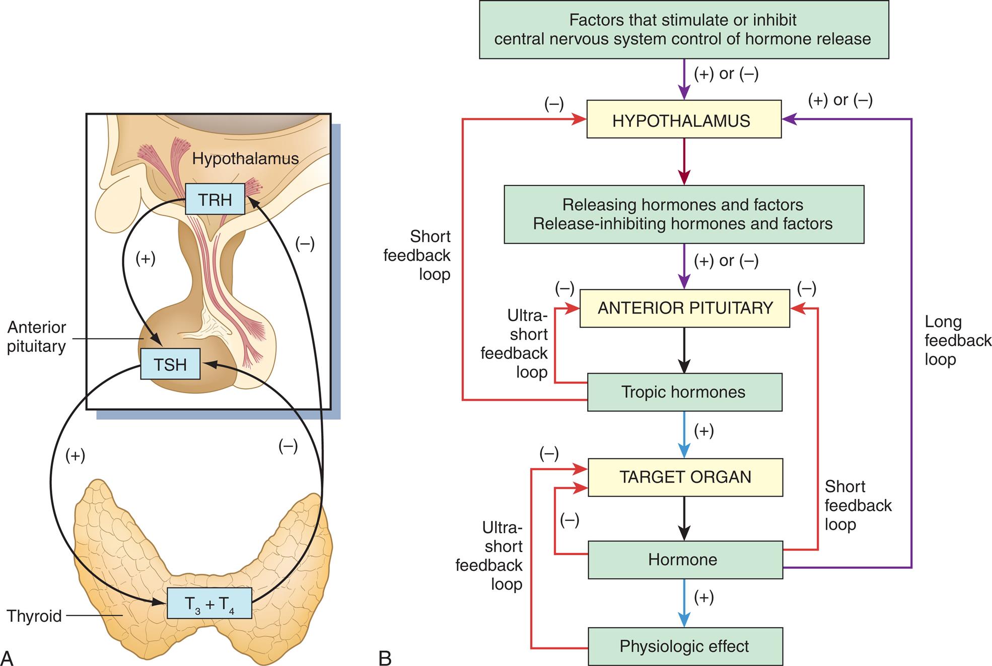 Illustration A shows the endocrine feedback loop between the thyroid and the hypothalamus. T R H from hypothalamus releases T S H into the anterior pituitary. T sub 3 and T sub 4 are then released into the thyroid. The thyroid provides negative feedback to the anterior pituitary and the hypothalamus. Flowchart B shows the following mechanisms. • The hypothalamus is positively or negatively regulated by factors that stimulate or inhibit central nervous system control of hormone release. • The anterior pituitary is positively or negatively regulated by releasing hormones and factors and release-inhibiting hormones and factors. • The target organ is positively regulated by tropic hormones from the anterior pituitary. • The hormones from the target organ positively regulates the physiologic effect. The feedback loops through the mechanisms are as follows. • Tropic hormones provide an ultra-short negative feedback loop to the anterior pituitary. • Tropic hormones provide a short negative feedback loop to the hypothalamus. • Hormones from the target organ provide a negative feedback loop to the target organ. • Hormones from the target organ provide a short negative feedback loop to the anterior pituitary. • Hormones from the target organ provide a long positive or negative feedback loop to the hypothalamus. • Physiologic effect provides an ultra-short negative feedback loop to the target organ.