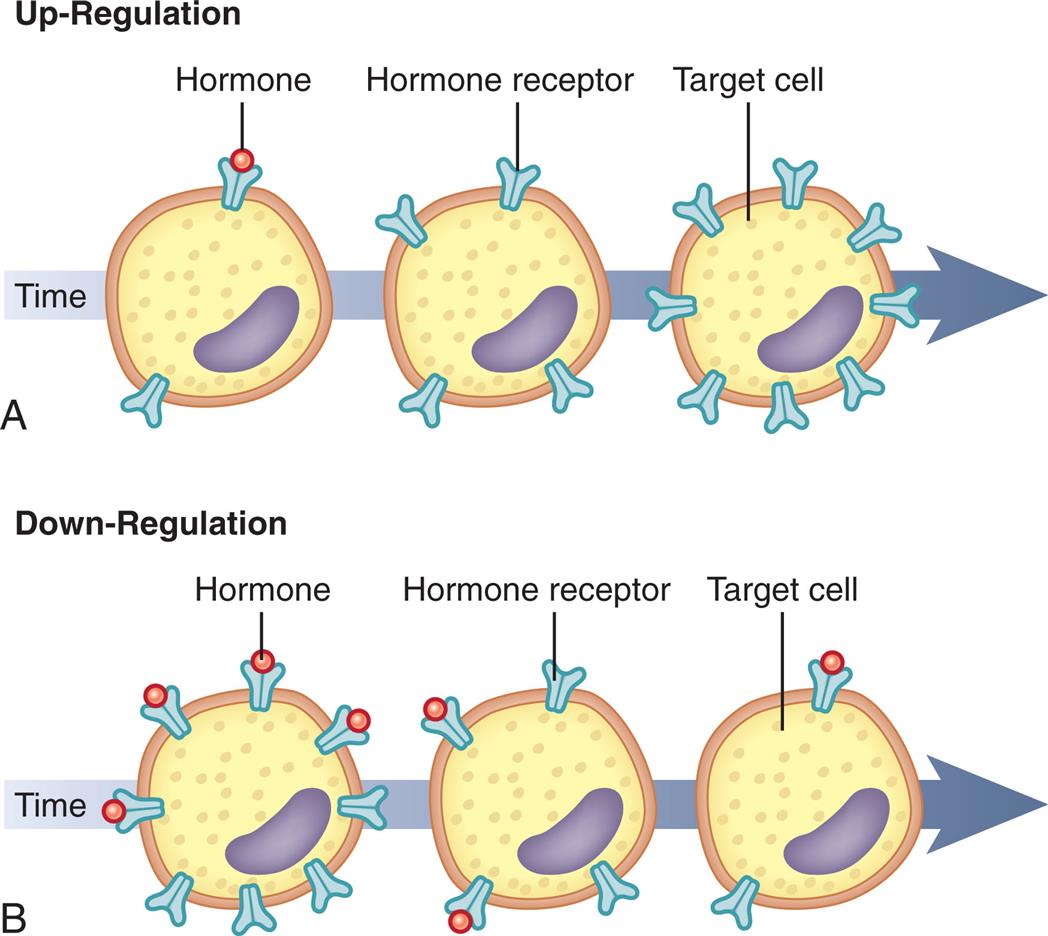 Illustration A is a timeline representing an up-regulation. There are three illustrations on the timeline, from the left to the right. • The target cell has two hormone receptors, with a hormone in one. • The target cell has four hormone receptors, with no hormones in any. • The target cell has eight hormone receptors, with no hormones in any. Illustration B is a timeline representing a down-regulation. There are three illustrations on the timeline, from the left to the right. • The target cell has eight hormone receptors, with hormones in four. • The target cell has four hormone receptors, with hormones in two. • The target cell has two hormone receptors, with a hormone in one.