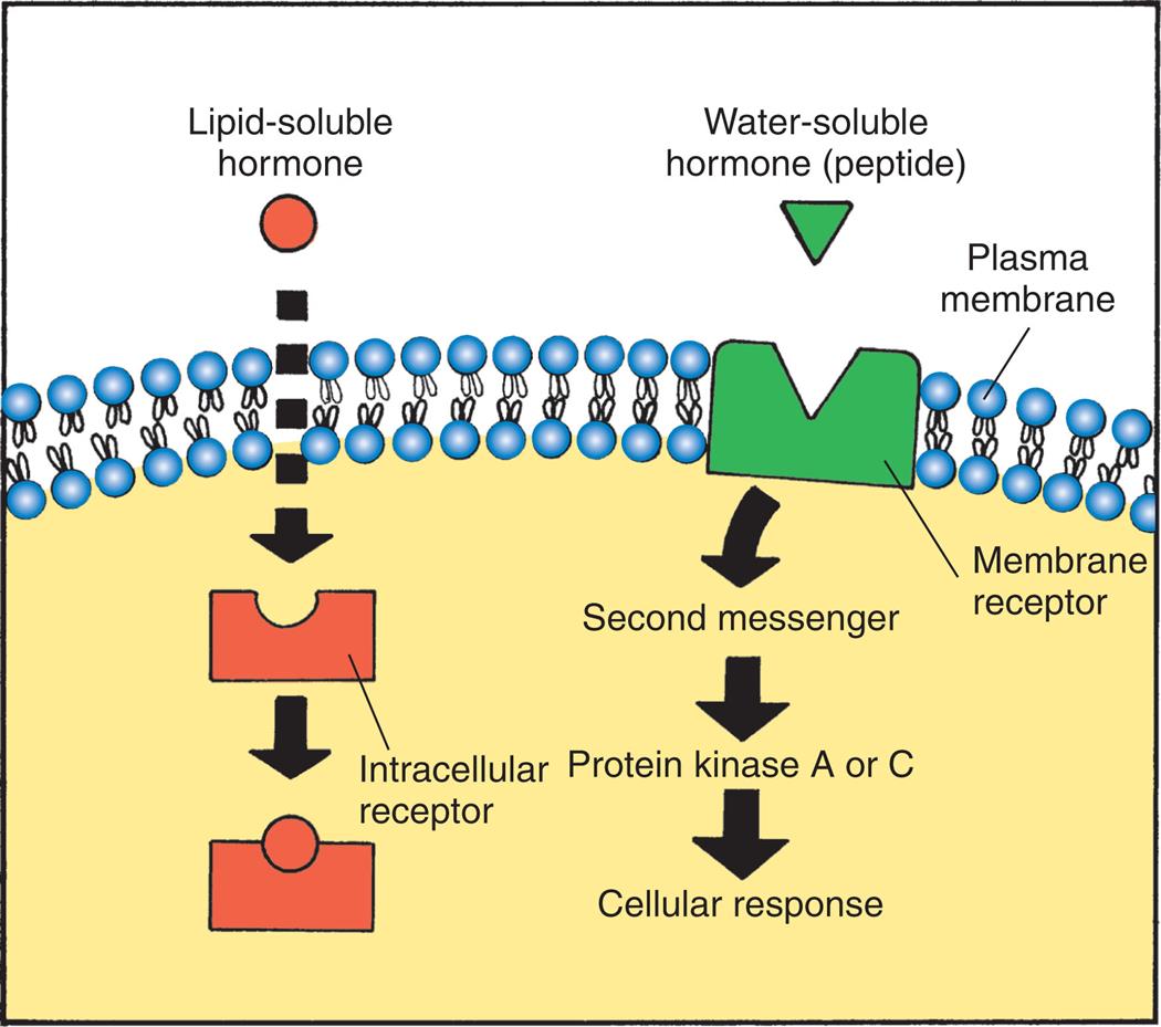 An illustration shows how hormones bind at the target cell. The illustration shows a target cell with a plasma membrane. A lipid-soluble hormone passes through the plasma membrane and attaches itself to the intracellular receptor. A membrane receptor embedded in the plasma membrane attracts a water-soluble hormone (peptide), activating the second messenger. The second messenger releases the protein kinase A or C, generating a cellular response.