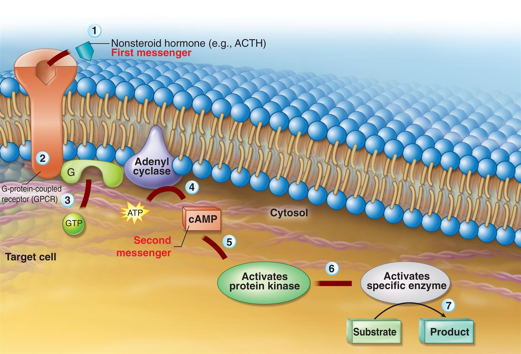 An illustration of a target cell with a plasma membrane of lipid bilayers shows first- and second-messenger signaling.