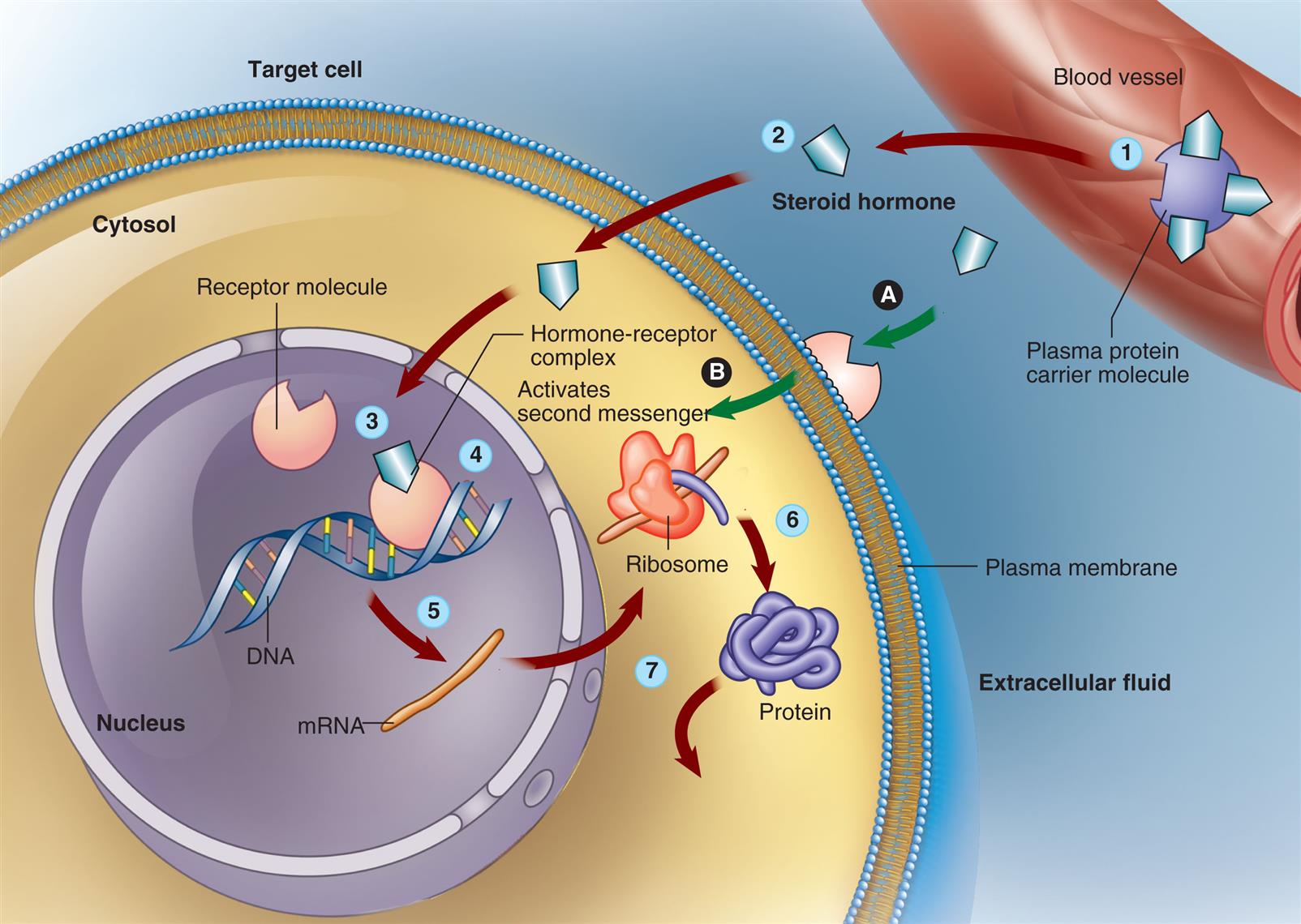 An illustration od a blood vessel and a target cell demonstrate steroid hormone mechanism.