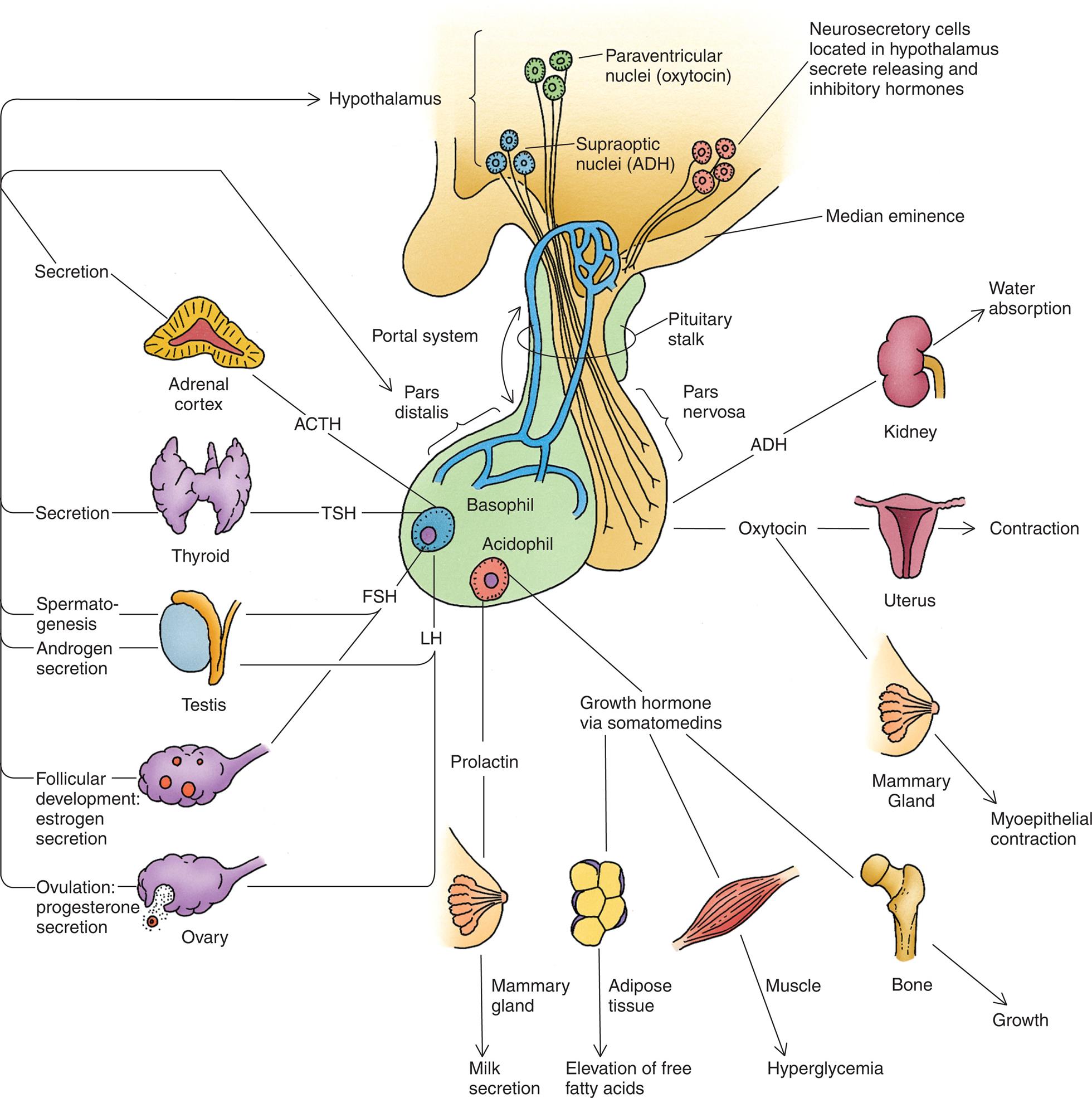 An illustration shows the hypothalamic-pituitary axis and its target organs. The followings structures and their target organs are identified, clockwise from the top. • Neurosecretory cells located in hypothalamus secrete releasing and inhibitory hormones. • Median eminence. • Pituitary stalk. • Pars nervosa. • A D G: kidney (water absorption). • Oxytocin: uterus (contraction) and mammary gland (myoepithelial contraction). • Acidophil: growth hormone via somatomedins (adipose tissue, elevation of free fatty acids; muscle, hyperglycemia; bone, growth) and prolactin (mammary gland, milk secretion). • Basophil. • Pars distalis. • Portal system. • Hypothalamus: paraventricular nuclei (oxytocin) and supraoptic nuclei (A D H). The hormones from basophil (acting on hypothalamus) and their corresponding target organs are as follows. • L H. Ovulation: progesterone secretion. • L H and F S H. Testis: spermatogenesis and androgen secretion. • F S H. Follicular development: estrogen secretion. • T S H. Thyroid: secretion. • A C T H. Adrenal cortex: secretion.