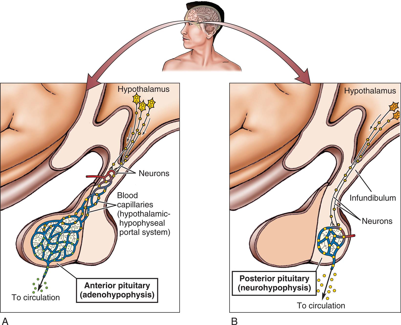 Illustration A shows the anterior pituitary (adenohypophysis) and labels the following structures: hypothalamus, neurons, and blood capillaries (hypothalamic-hypophyseal portal system). The capillaries release neurons into circulation. Illustration B shows the posterior pituitary (neurohypophysis) and labels the following structures: hypothalamus, infundibulum, and neurons. The capillaries release neurons into circulation.