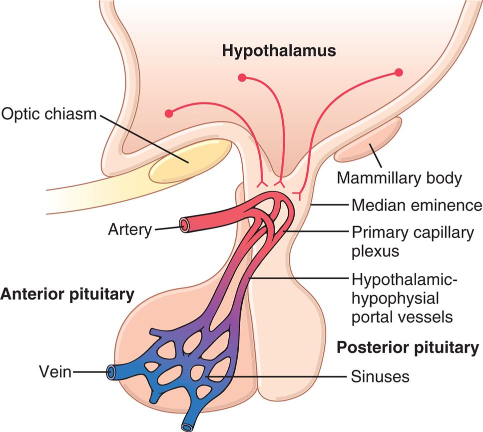 An illustration of the pituitary gland (anterior and posterior) shows and labels the following structures: hypothalamus, mammillary body, median eminence, primary capillary plexus, hypothalamic-hypophysial portal vessels, sinuses, vein, artery, and optic chiasm.