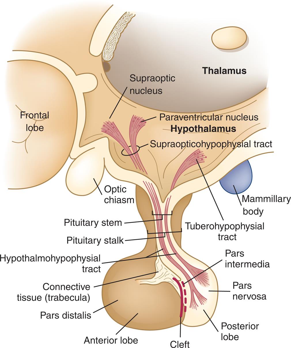 An illustration shows the frontal lobe, thalamus, hypothalamus, and the pituitary gland. The following structures in the illustration are labeled from the top to the bottom: supraoptic nucleus, paraventricular nucleus, supraopticohypophysial tract, optic chiasm, tuberohypophysial tract, mammillary body, pituitary stem, pituitary stalk, hypothalmohypophysial tract, connective tissue (trabecula), pars distalis, pars intermedia, pars nervosa, posterior lobe, cleft, anterior lobe.