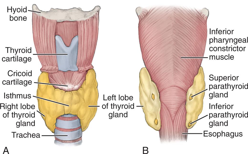 Illustration A is the anterior view of the thyroid and parathyroid glands. The following structures are labeled from the top to the bottom: hyoid bone, thyroid cartilage, cricoid cartilage, isthmus, right lobe of thyroid gland, left lobe of thyroid gland, and trachea. Illustration B is the posterior view of the thyroid and parathyroid glands. The following structures are labeled from the top to the bottom: inferior pharyngeal constrictor muscle, superior parathyroid gland, inferior parathyroid gland, and esophagus.