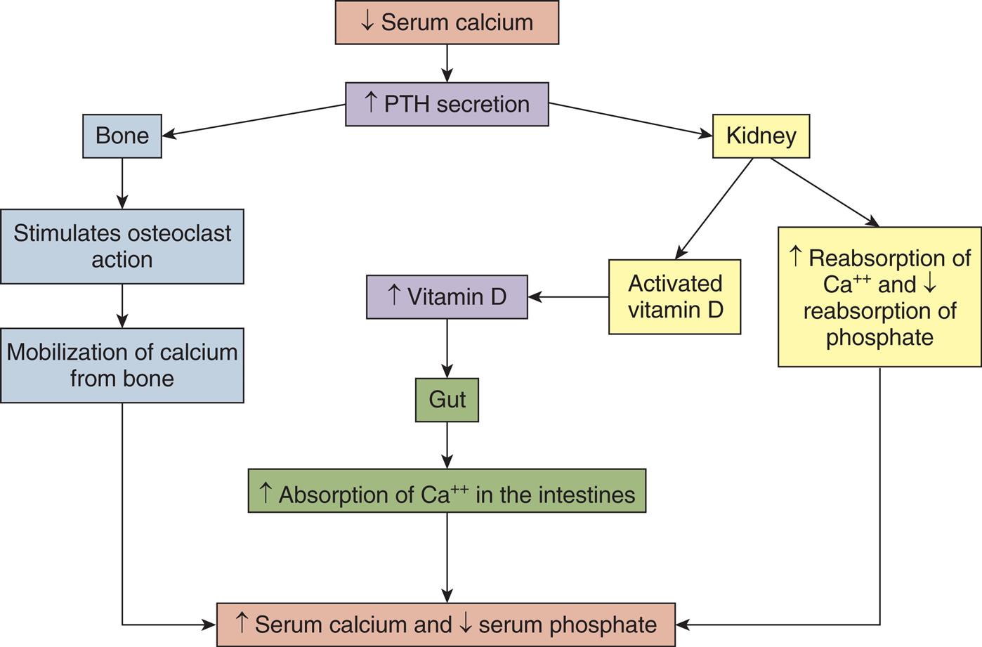 A flowchart shows the role of parathyroid hormone and vitamin D in calcium metabolism. • Decreased serum calcium leads to increased P T H secretion. • Increased P T H secretion affects bone and kidney. • Bone stimulates osteoclast action leading to mobilization of calcium from bone. • Kidney activates vitamin D leading to increased vitamin D, affecting the gut, which leads to increased absorption of calcium ions in the intestines. • Kidney increases reabsorption of calcium ions and decreases reabsorption of phosphate. Mobilization of calcium from bone, increased absorption of calcium ions in the intestines, and increased reabsorption of calcium ions and decreased reabsorption of phosphate leads to increased serum calcium and decreased serum phosphate.