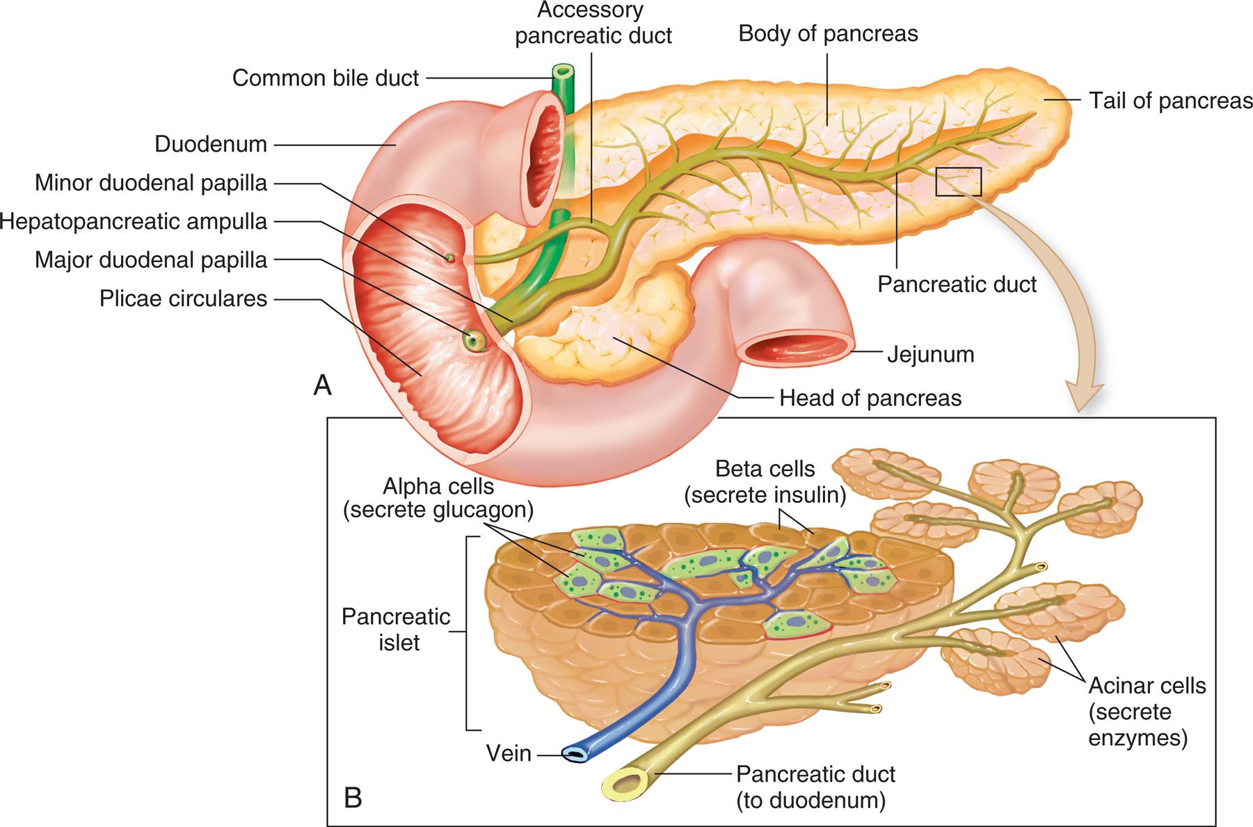 Illustration A is a cross-section of the pancreas. The following structures on the illustration are labeled clockwise from the left: plicae circulares, major duodenal papilla, hepatopancreatic ampulla, minor duodenal papilla, duodenum, common bile duct, accessory pancreatic duct, body of pancreas, tail of pancreas, pancreatic duct, jejunum, and head of pancreas. Illustration B is a cross-section of the head of pancreas. The following structures are labeled: • Alpha cells (secrete glucagon). • Beta cells (secrete insulin). • Acinar cells (secrete enzymes). • Pancreatic duct (to duodenum). • Vein. • Pancreatic islet.