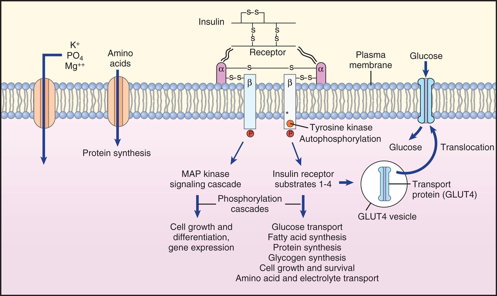 An illustration shows a plasma membrane of lipid bilayers. Potassium ions, phosphate, and magnesium ions pass through an uniport and into the cell. Amino acids pass through a second uniport and undergo protein synthesis. Insulin is attached to the alpha receptors on the plasma membrane. Tyrosine kinase from the beta channels undergo autophosphorylation. M A P kinase signaling cascade, amplified by phosphorylation cascades, lead to cell growth and differentiation ang gene expression. Insulin receptor substrates 1 to 4, amplified by phosphorylation cascades, leading to the following: • Glucose transport. • Fatty acid synthesis. • Protein synthesis. • Glycogen synthesis. • Cell growth and survival. • Amino acid and electrolyte transport. Glucose passes through the transport protein (G L U T 4) in the G L U T 4 vesicle that translocate to the plasma membrane.