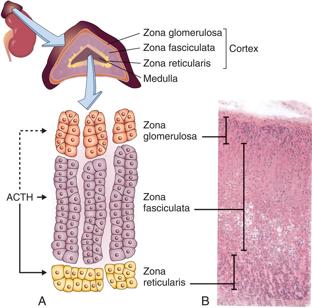 Illustration A of the adrenal glands shows and labels the following structures of the cortex: A C T H, zona glomerulosa, zona fasciculata, zona reticularis, and medulla. Photomicrograph B shows the following layers of the cortex, from the top to the bottom: zona glomerulosa, zona fasciculata, and zona reticularis.