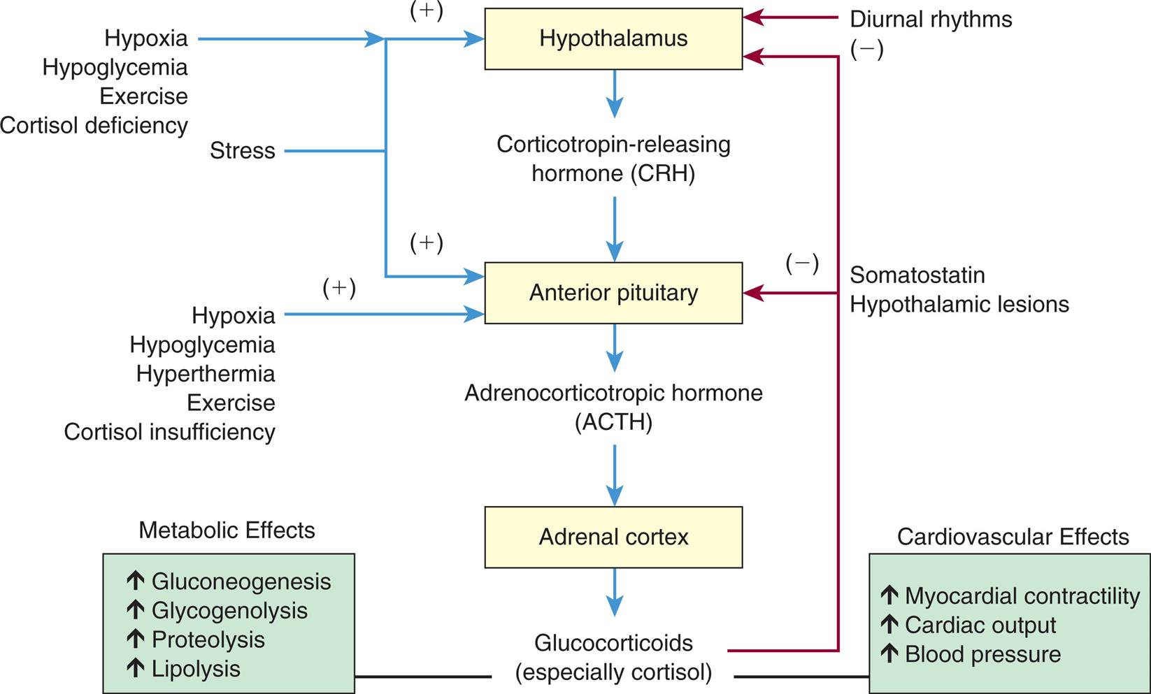 A flowchart shows the feedback control of glucocorticoid synthesis and secretion. The hypothalamus generates corticotropin-releasing hormone (C R H), triggering the anterior pituitary. Adrenocorticotropic hormone (A C T H) from the anterior pituitary triggers the adrenal cortex. Glucocorticoids (especially cortisol) from the adrenal cortex results in the following effects. • Metabolic effects: increased gluconeogenesis, increased glycogenolysis, increased proteolysis, and increased lipolysis. • Cardiovascular effects: increased myocardial contractility, increased cardiac output, and increased blood pressure. The feedback mechanisms are as follows. • Hypothalamus receives positive feedback from hypoxia, hypoglycemia, exercise, cortisol deficiency, and stress. • Hypothalamus receives negative feedback from diurnal rhythms, somatostatin, hypothalamic lesions, and glucocorticoids. • Anterior pituitary receives positive feedback from hypoxia, hypoglycemia, hyperthermia, exercise, cortisol insufficiency, and stress. • Anterior pituitary receives negative feedback from somatostatin, hypothalamic lesions, and glucocorticoids.
