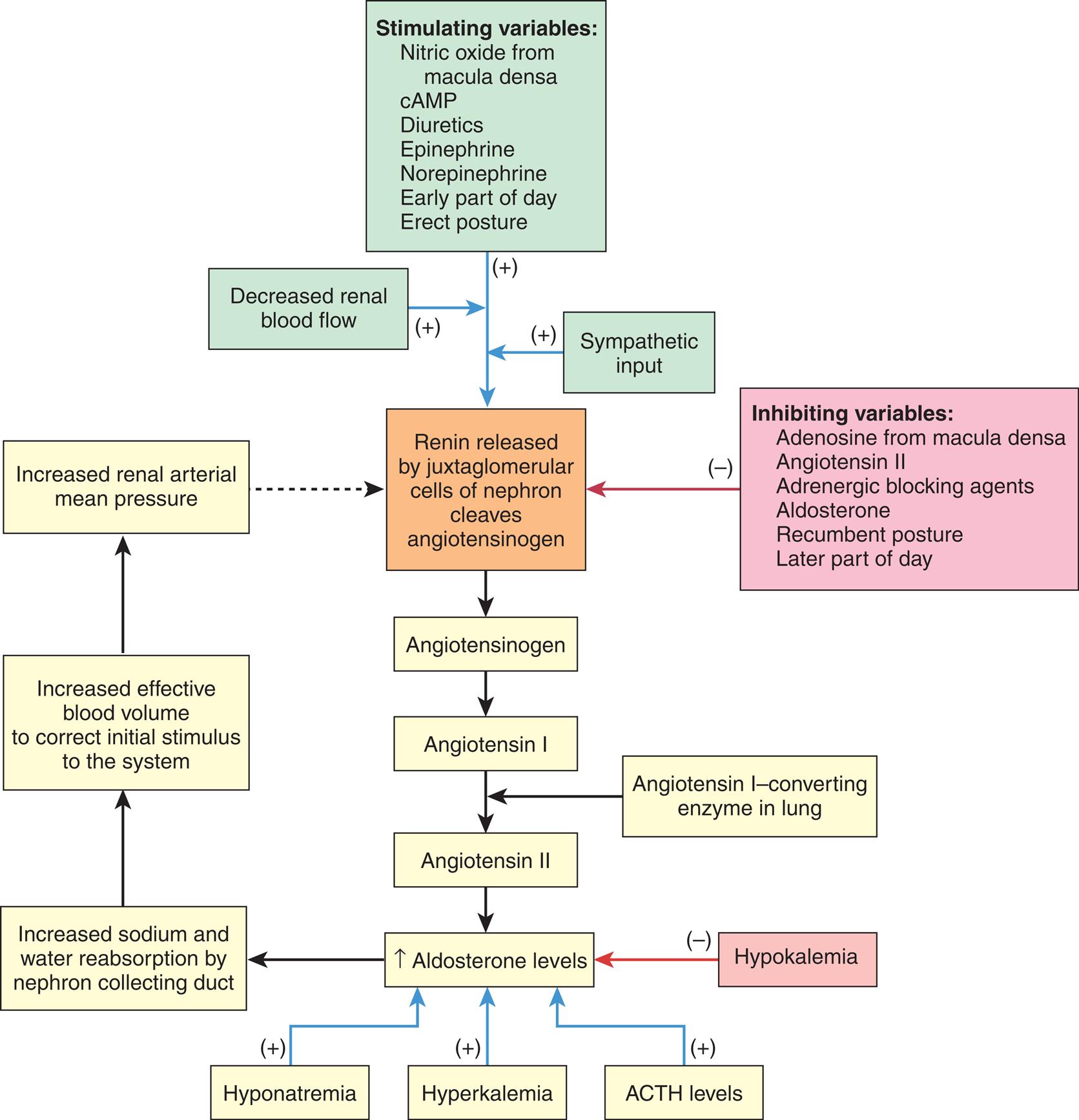 A flowchart shows the feedback mechanisms in regulating aldosterone secretion. The general loop in the regulating process I as follows. • Renin released by juxtaglomerular cells of nephron cleaves angiotensinogen. • Angiotensinogen. • Angiotensin 1. • Angiotensin 2 (also from angiotensin 1-converting enzyme in lung). • Increased aldosterone levels. • Increased sodium and water reabsorption by nephron collecting duct. • Increased effective blood volume to correct initial stimulus to the system. • Increased renal arterial mean pressure. The positive feedback mechanisms impacting the first stage of the regulation are as follows. • Stimulating variables: nitric oxide from macula densa, c A M P, diuretics, epinephrine, norepinephrine, early part of day, and erect posture. • Decreased renal blood flow. • Sympathetic input. The negative feedback mechanisms (inhibiting variables) impacting the first stage of the regulation are as follows. • Adenosine from macula densa. • Angiotensin 2. • Adrenergic blocking agents. • Aldosterone. • Recumbent posture. • Later part of day. The positive feedback mechanisms impacting the increased aldosterone levels are as follows. • Hyponatremia. • Hyperkalemia. • A C T H levels. Hypokalemia is the negative feedback mechanisms impacting the increased aldosterone levels.