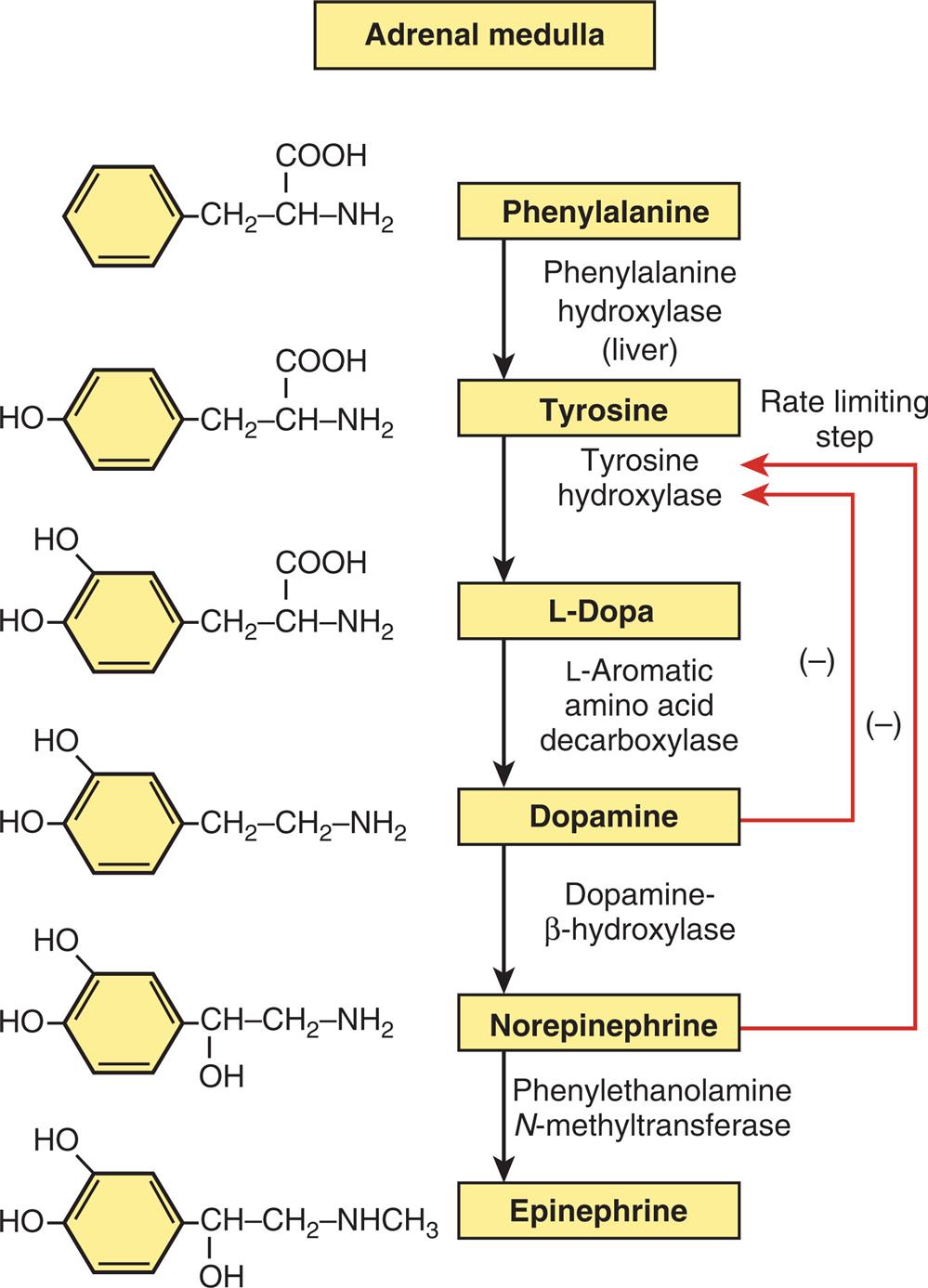An illustration depicts the pathway of catecholamine biosynthesis accompanied by the chemical structures of the compounds. 1. Phenylalanine converted to tyrosine by hydroxylase. 2. Tyrosine is converted to Dopa by hydroxylase. 3. Dopa is converted to Dopamine by beta-hydroxylase. 4. Dopamine is converted to norepinephrine by N-methyltransferase. 5. Norepinephrine is converted to epinephrine. 6. The rate-limiting step is indicated by the sublimation of dopamine and norepinephrine by tyrosine hydroxylase.