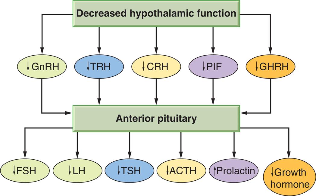 A flowchart represents the loss of hypothalamic hormones. Decreased hypothalamic functions include decreased G n R H, T R H, C R H, P I F, and G H R H, which trigger the anterior pituitary in releasing the following: • Decreased F S H. • Decreased L H. • Decreased T S H. • Decreased A C T H. • Increased Prolactin. • Decreased Growth Hormone.