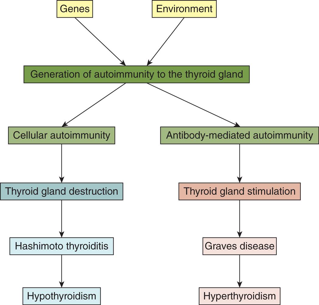 A flowchart represents the autoimmune mechanisms in primary thyroid disease. Genes and environment impact the generation of autoimmunity to the thyroid gland. Two pathways are charted. The pathway leading to hypothyroidism is as follows. • Cellular autoimmunity. • Thyroid gland destruction. • Hashimoto thyroiditis. • Hypothyroidism. The pathway leading to hyperthyroidism is as follows. • Antibody-mediated autoimmunity. • Thyroid gland stimulation. • Graves disease. • Hyperthyroidism.