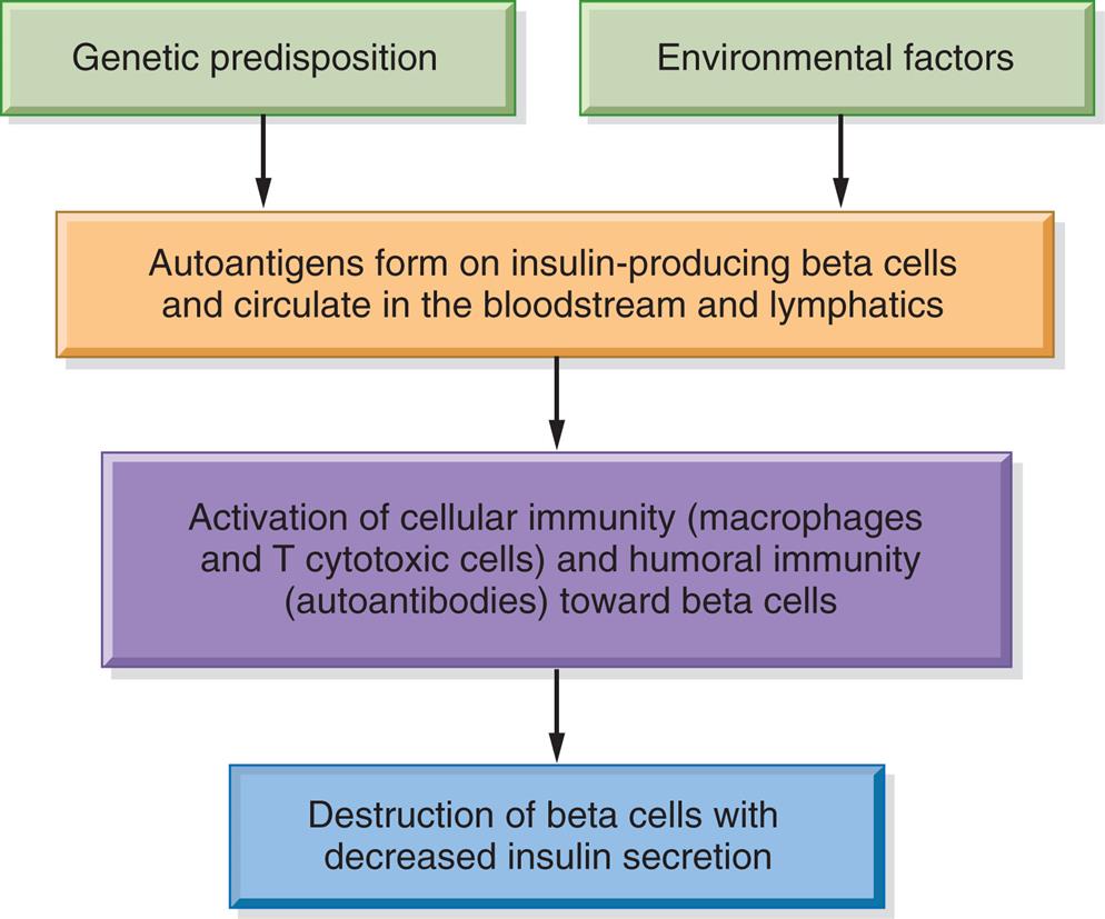 A flowchart represents the pathophysiology of type 1 diabetes mellitus. Genetic predisposition and environmental factors impact the autoantigens form on insulin-producing beta cells and circulate in the bloodstream and lymphatics, which leads to the following sequence. • Activation of cellular immunity (macrophages and T cytotoxic cells) and humoral immunity (autoantibodies) toward beta cells. • Destruction of beta cells with decreased insulin secretion.