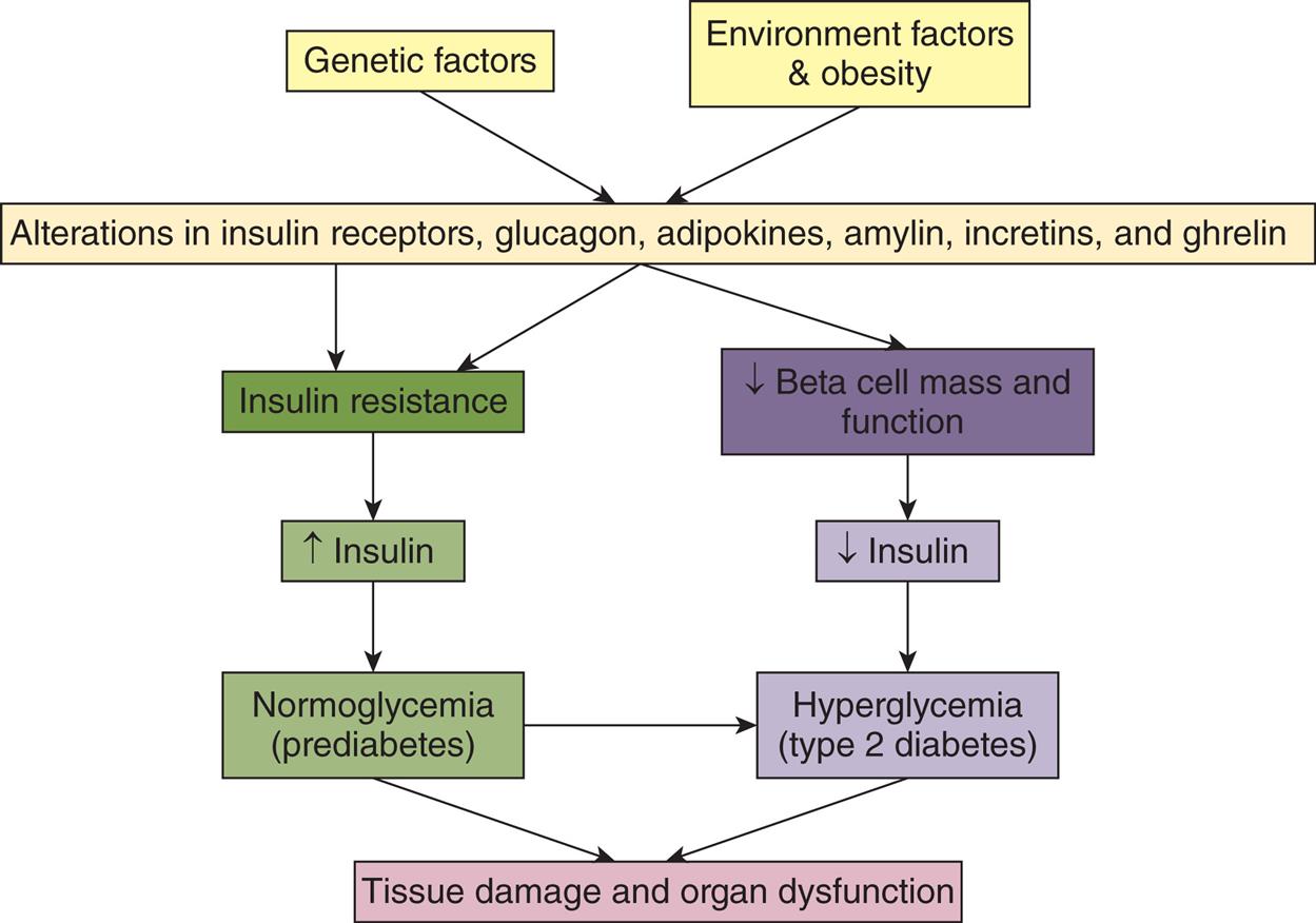 A flowchart represents the pathophysiology of type 2 diabetes mellitus. Genetic factors and environmental factors and obesity impact the alterations in insulin receptors, glucagon, adipokines, amylin, incretins, and ghrelin. Two pathways are charted; both of which lead to tissue damage and organ dysfunction. One pathway is as follows. • Insulin resistance. • Increased insulin. • Normoglycemia (prediabetes) (also to hyperglycemia). The other pathway is as follows. • Decreased beta cell mass and function. • Decreased insulin. • Hyperglycemia (type 2 diabetes).