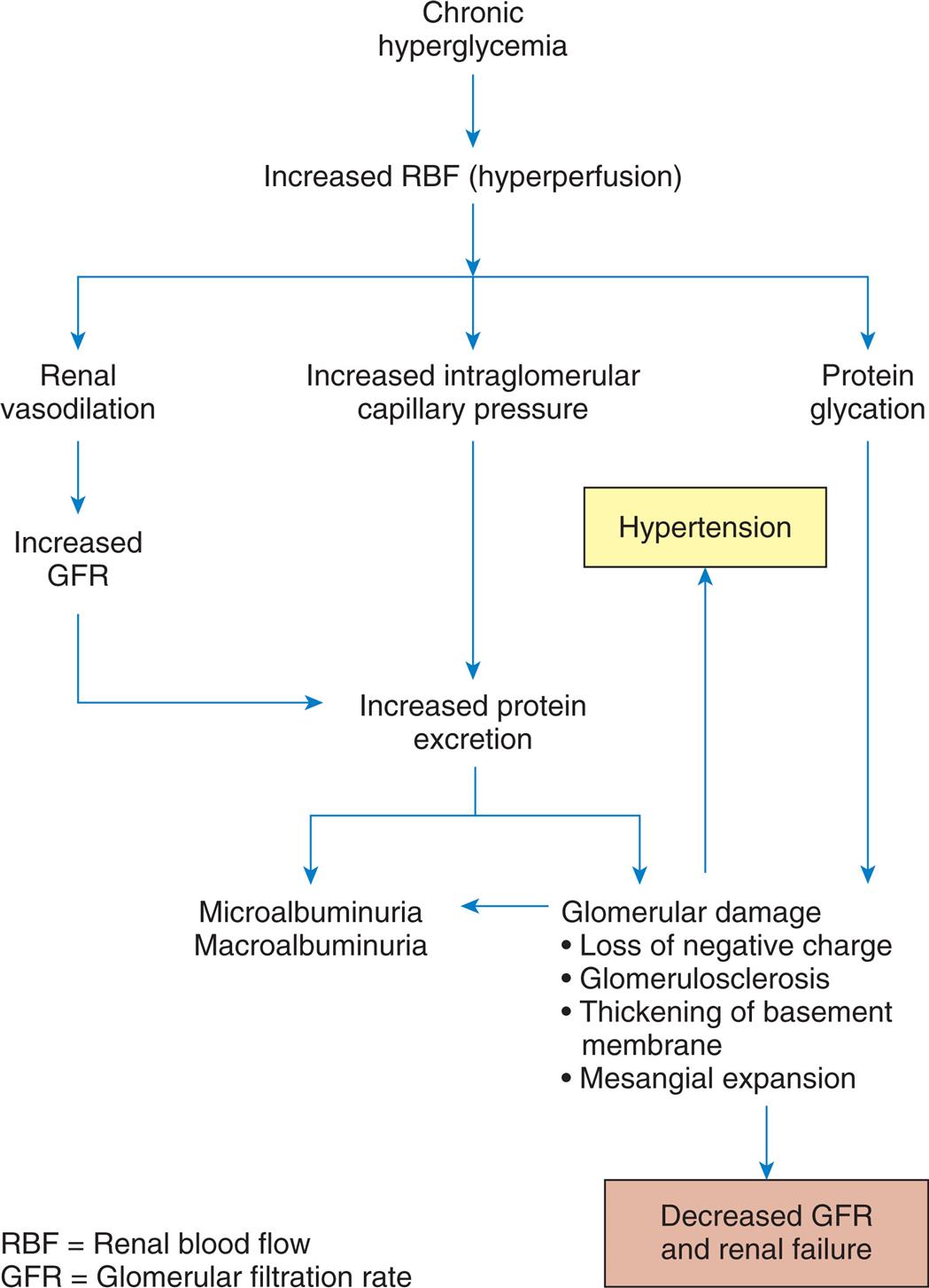 A flowchart represents diabetic nephropathy. 1. Chronic hyperglycemia. Leads to 2. 2. Increased R B F (hyperperfusion). Leads to 3, 5, and 7. 3. Renal vasodilation. Leads to 4. 4. Increased G F R. Leads to 8. 5. Increased intraglomerular capillary pressure. Leads to 6. 6. Increased protein excretion. Leads to 8 and 9. 7. Protein glycation. Leads to 9. 8. Microalbuminuria, macroalbuminuria. 9. Glomerular damage: loss of negative charge; glomerulosclerosis; thickening of basement membrane; mesangial expansion. Leads to 8, 10, and 11. 10. Decreased G F R and renal failure. 11. Hypertension.