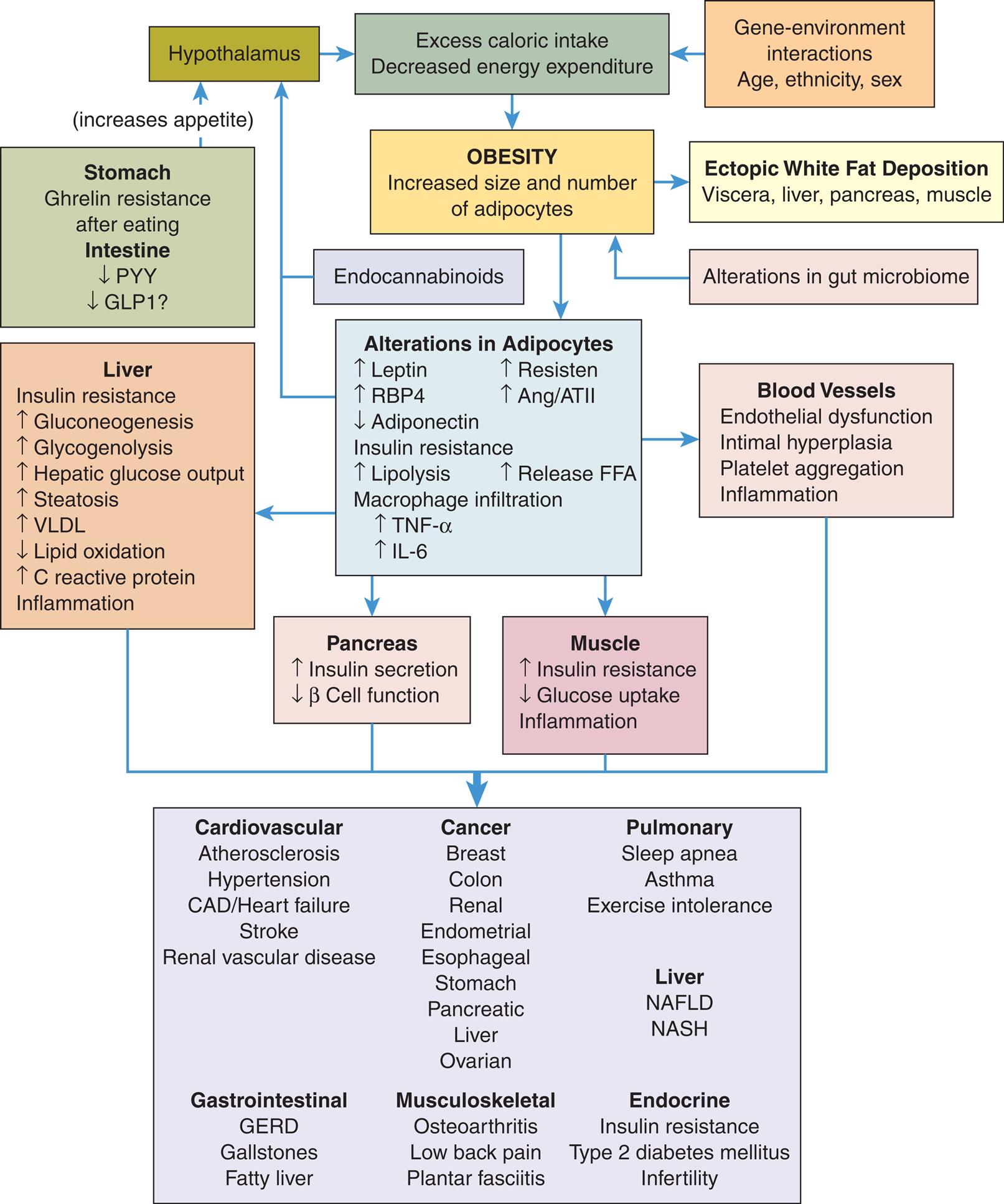 “A flowchart represents the pathophysiology and common complications of obesity. 1. Hypothalamus. Leads to 3. 2. Gene-environment interactions. Age, ethnicity, sex. Leads to 3. 3. Excess caloric intake. Decreased energy expenditure. Leads to 4. 4. Obesity: increased size and number of adipocytes. Leads to 5 and 7. 5. Ectopic white fat deposition. Viscera, liver, pancreas, muscle. 6. Alterations in gut microbiome. Leads to 4. 7. Alterations in adipocytes. Increased leptin, increased R B P 4, decreased adiponectin, increased resisten, and increased Ang or A T I I. Insulin resistance: increase lipolysis and increased release F F A. Macrophage infiltration: increased T N F-alpha and I L-6. Leads to 8, 9, 10, and 11. 8. Pancreas. Increased insulin secretion; decreased beta cell function. Leads 12. 9. Muscle. Increased insulin resistance; decreased glucose uptake; inflammation. Leads 12. 10. Blood vessels. Endothelial dysfunction; intimal hyperplasia; platelet aggregation; inflammation. Leads 12. 11. Liver. Insulin resistance: increased gluconeogenesis, increased glycogenolysis, increased hepatic glucose output, increased steatosis, increased V L D L, decreased lipid oxidation, increased C reactive protein; inflammation. Leads 12. 12. Cardiovascular (atherosclerosis, hypertension, C A D or heart failure, stroke, and renal vascular disease); cancer (breast, colon, renal, endometrial, esophageal, stomach, pancreatic, liver, and ovarian); pulmonary (sleep apnea, asthma, exercise intolerance); liver (N A F L D, N A S H); gastrointestinal (G E R D, gallstones, fatty liver); musculoskeletal (osteoarthritis, low back pain, and plantar fasciitis); endocrine (insulin resistance, type 2 diabetes mellitus, infertility). 13. Stomach. Ghrelin resistance after eating. Intestine: decreased P Y Y, decreased G L P 1. Leads to 14. 14. Increases appetite. Leads to 1. 15. Endocannabinoids. Leads to 1.”