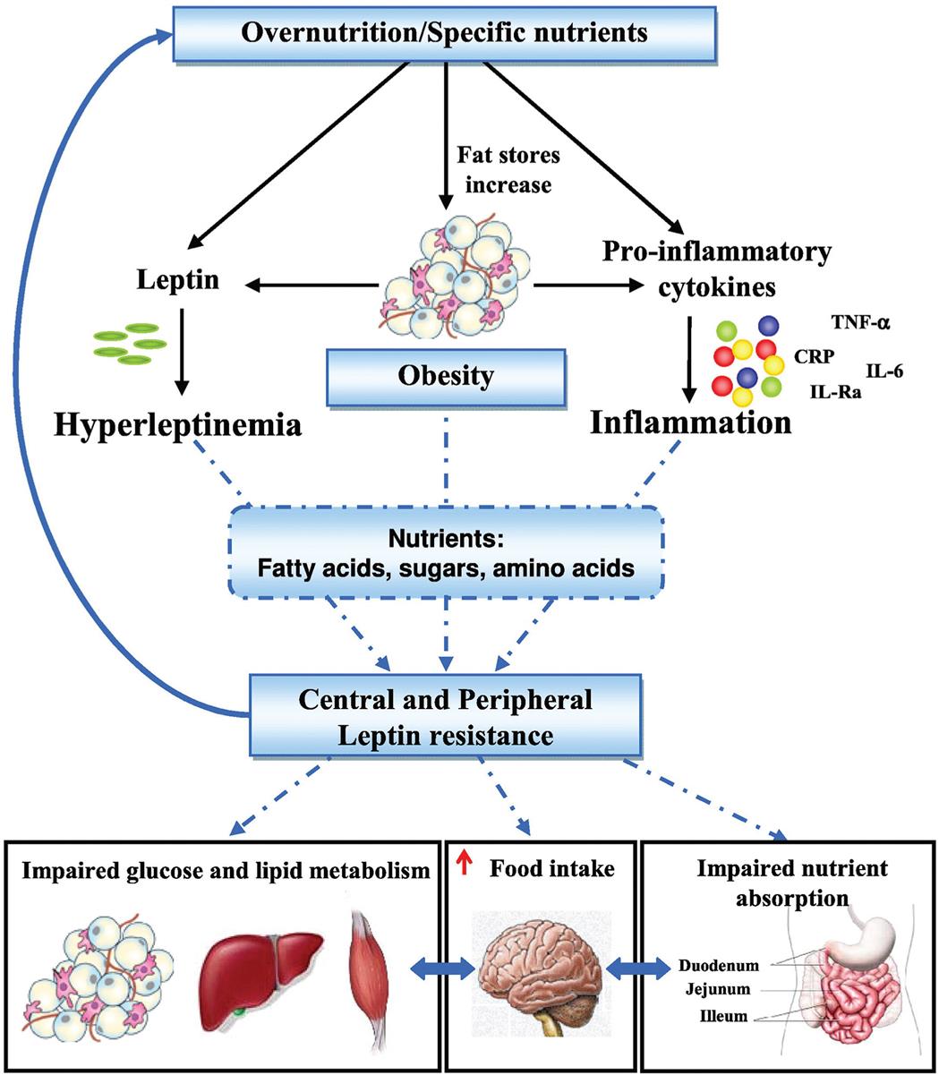 “A flowchart represents pathways to leptin resistance and obesity. 1. Overnutrition or specific nutrients. Leads 2, 3, and 4. 2. Leptin. Leads to 5. 3. Fat stores increase. Leads to 6. 4. Pro-inflammatory cytokines (T N F-alpha, C R P, I L-6, I L-R a). Leads to 7. 5. Hyperleptinemia. Leads to 8. 6. Obesity. Leads to 8. 7. Inflammation. Leads to 8. 8. Nutrients: fatty acids, sugars, amino acids. 9. Central and peripheral; leptin resistance. Leads to 1, 10, 11, and 12. 10. Impaired glucose and lipid metabolism. Interrelated to 11. 11. Increased food intake. Interrelated to 12. 12. Impaired nutrient absorption (duodenum, jejunum, and ileum).”