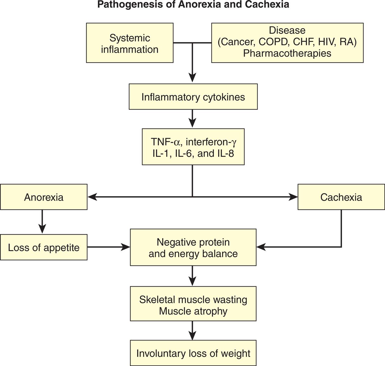 “A flow chart represents the pathogenesis of anorexia and cachexia. 1. Systemic inflammation. Leads to 3. 2. Disease (cancer, C O P D, C H F, H I V, R A); pharmacotherapies. Leads to 3. 3. Inflammatory cytokines. Leads to 4. 4. T N Y-alpha, interferon-gamma, I L-1, I L-6, and I L-8. Leads to 5 and 6. 5. Anorexia. Leads to 7. 6. Cachexia. Leads to 8. 7. Loss of appetite. Leads to 8. 8. Negative protein and energy balance. Leads to 9. 9. Skeletal muscle wasting; muscle atrophy. Leads to 10. 10. Involuntary loss of weight.”