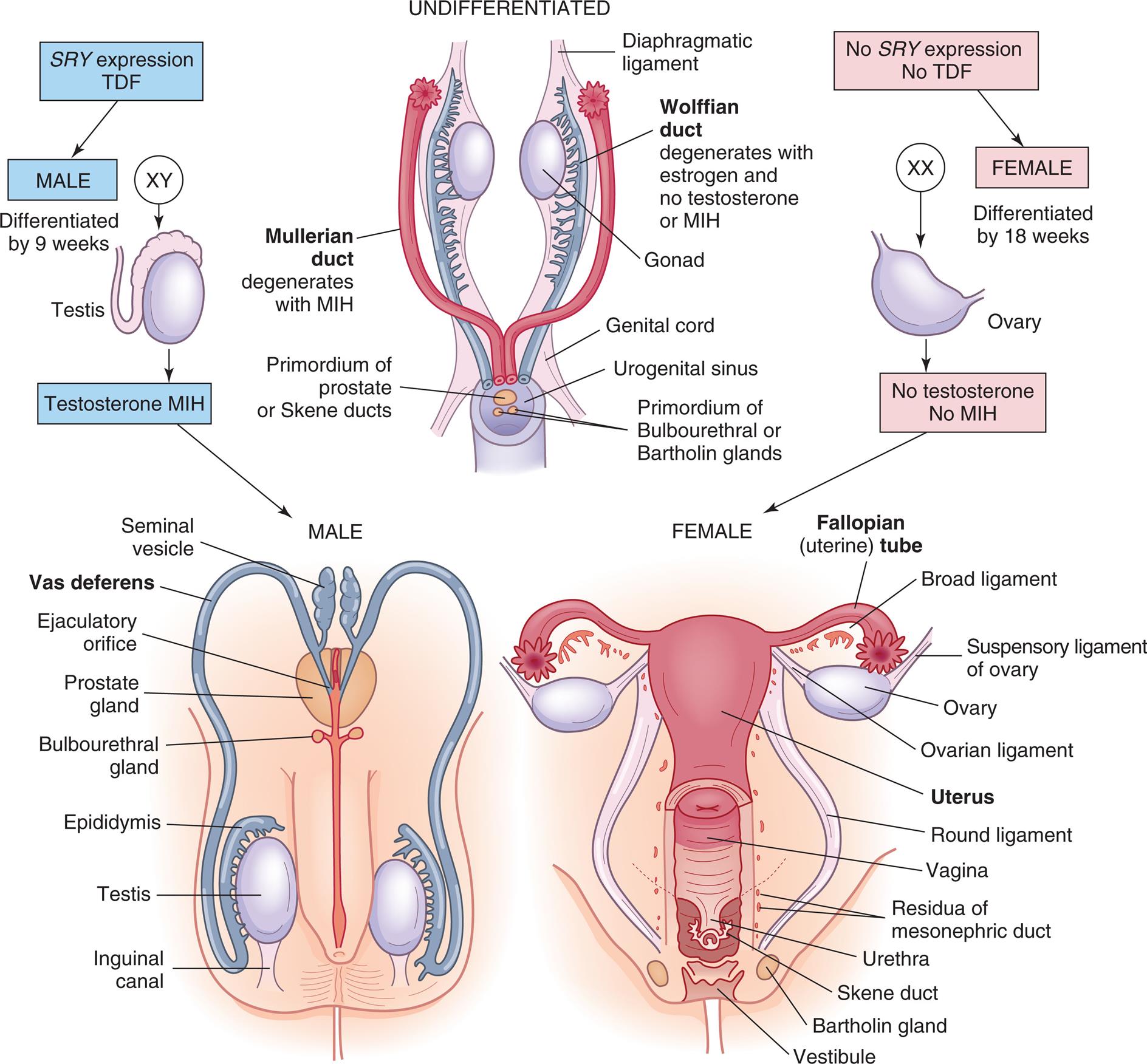 “A series of illustrations show and label the structures in an undifferentiated, the male, and the female sexual organs. Top panel, undifferentiated. The following parts in the structure are labeled from the top to the bottom: diaphragmatic ligament, wolffian duct (degenerates with estrogen and no testosterone or M I H), gonad, Mullerian duct (degenerates with M I H), genital cord, urogenital sinus, primordium of prostate or Skene ducts, and primordium of bulbourethral or Bartholin glands. S R Y expression and T D F result in male organs (X Y), differentiated by nine weeks, as a result of testosterone and M I H. No S R Y expression and no T D F result in female orans (X X), differentiated by eighteen weeks, as a result of no testosterone and no M I H. Bottom-left panel, male. The following structures in the illustration are labeled from the top to the bottom: seminal vesicle, vas deferens, ejaculatory orifice, prostate gland, bulbourethral gland, epididymis, testis, inguinal canal. Bottom-right panel, female. The following structures in the illustration are labeled from the top to the bottom: fallopian (uterine) tube, broad ligament, suspensory ligament of ovary, ovarian ligament, uterus, round ligament, vagina, residua of mesonephric duct, urethra, Skene duct, Bartholin gland, and vestibule.”