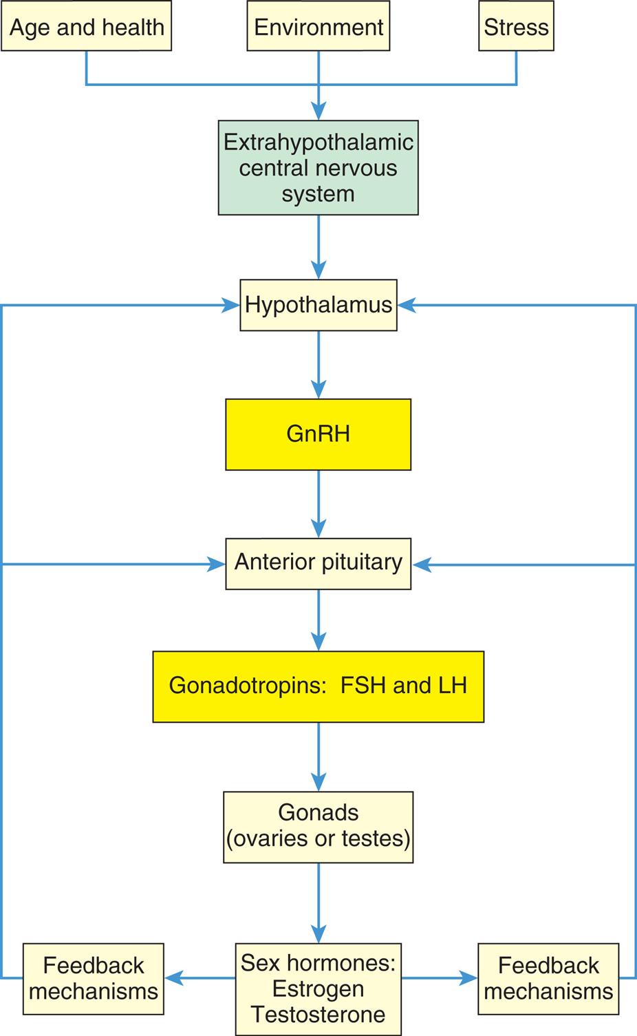 “A flowchart represents the hormonal stimulation of the gonads. 1. Age and health, environment, and stress. Impacts 2. 2. Extrahypothalamic central nervous system. Triggers 5. 3. Hypothalamus. Secretes 6. 4. G n R H. Triggers 7. 5. Anterior pituitary. Releases 8. 6. Gonadotropins: F S H and L H. Affects 9. 7. Gonads (ovaries or testes). Releases 10. 8. Sex hormones: estrogen, testosterone. Provides feedback mechanisms to 3 and 5.”