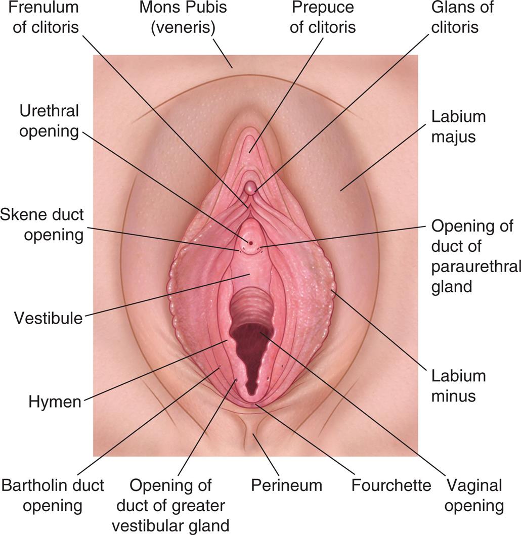 An illustration of the external female genitalia shows and labels the following structures, clockwise from the top: mons pubis (veneris), prepuce of clitoris, glans of clitoris, labium majus, opening of duct of paraurethral gland, labium minus, vaginal opening, fourchette, perineum, opening of duct of greater vestibular gland, Bartholin duct opening, hymen, vestibule, Skene duct opening, urethral opening, and frenulum of clitoris.