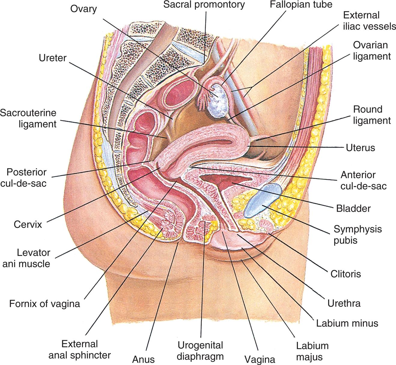An illustration of the internal female genitalia and other pelvic organs shows and labels the following structures, clockwise from the top: sacral promontory, fallopian tube, external iliac vessels, ovarian ligament, round ligament, uterus, anterior cul-de-sac, bladder, symphysis pubis, clitoris, urethra, labium minus, labium majus, vagina, urogenital diaphragm, anus, external anus sphincter, fornix of vagina, levator ani muscle, cervix, posterior cul-de-sac, sacrouterine ligament, ureter, and ovary.