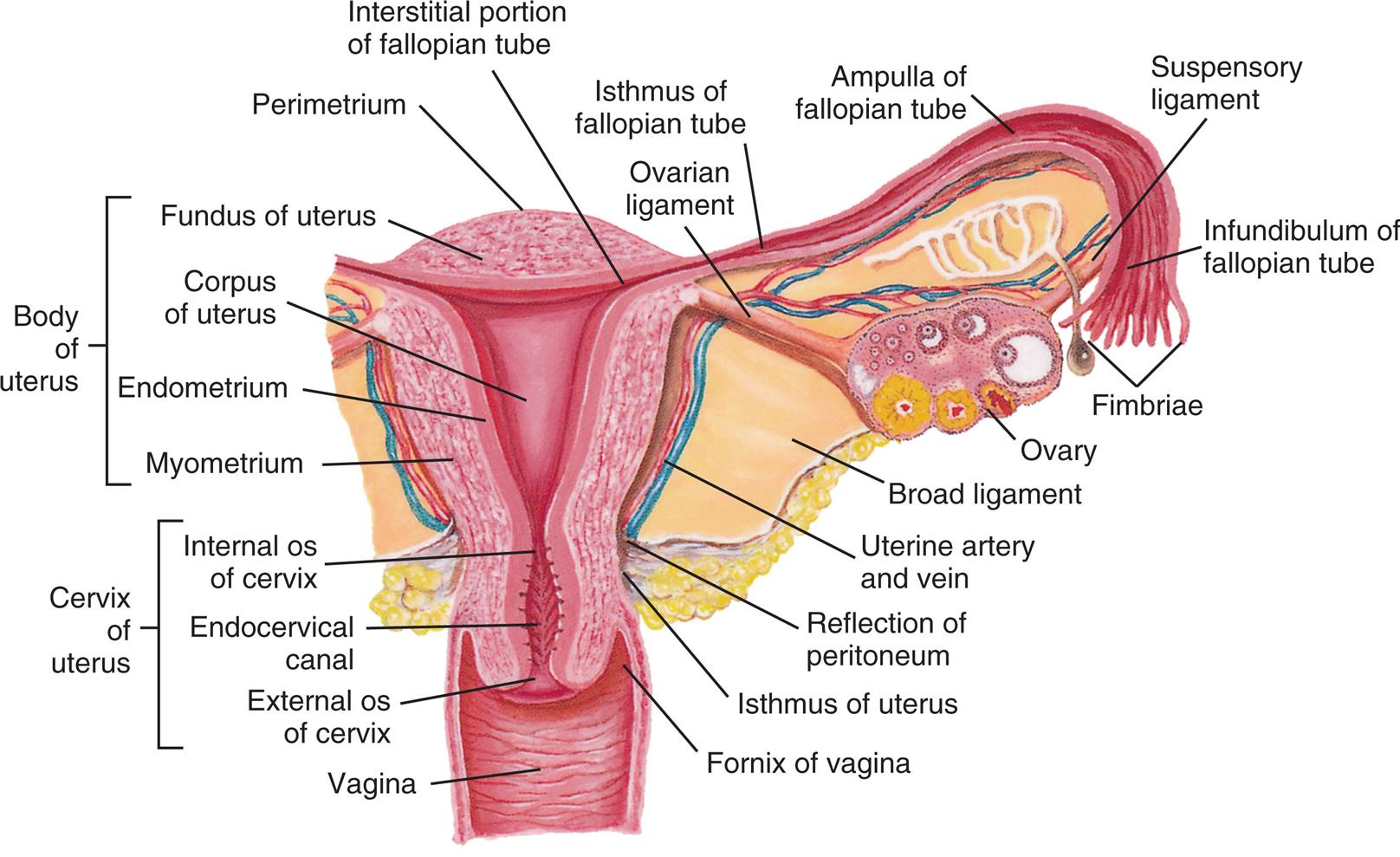 An illustration of the cross-section of the uterus, fallopian tube, and ovary, shows and labels the following structures, clockwise from the top: perimetrium, interstitial portion of fallopian tube, ovarian ligament, isthmus of fallopian tube, ampulla of fallopian tube, suspensory ligament, infundibulum of fallopian tube, fimbriae, ovary, broad ligament, uterine artery and vein, reflection of peritoneum, isthmus of uterus, fornix of vagina, vagina, cervix of uterus, and body of uterus. The cervix of uterus includes the following parts, from the top: internal o s of cervix, endocervical canal, and external o s of cervix. The body of uterus includes the following parts, from the top: fundus of uterus, corpus of uterus, endometrium, and myometrium.