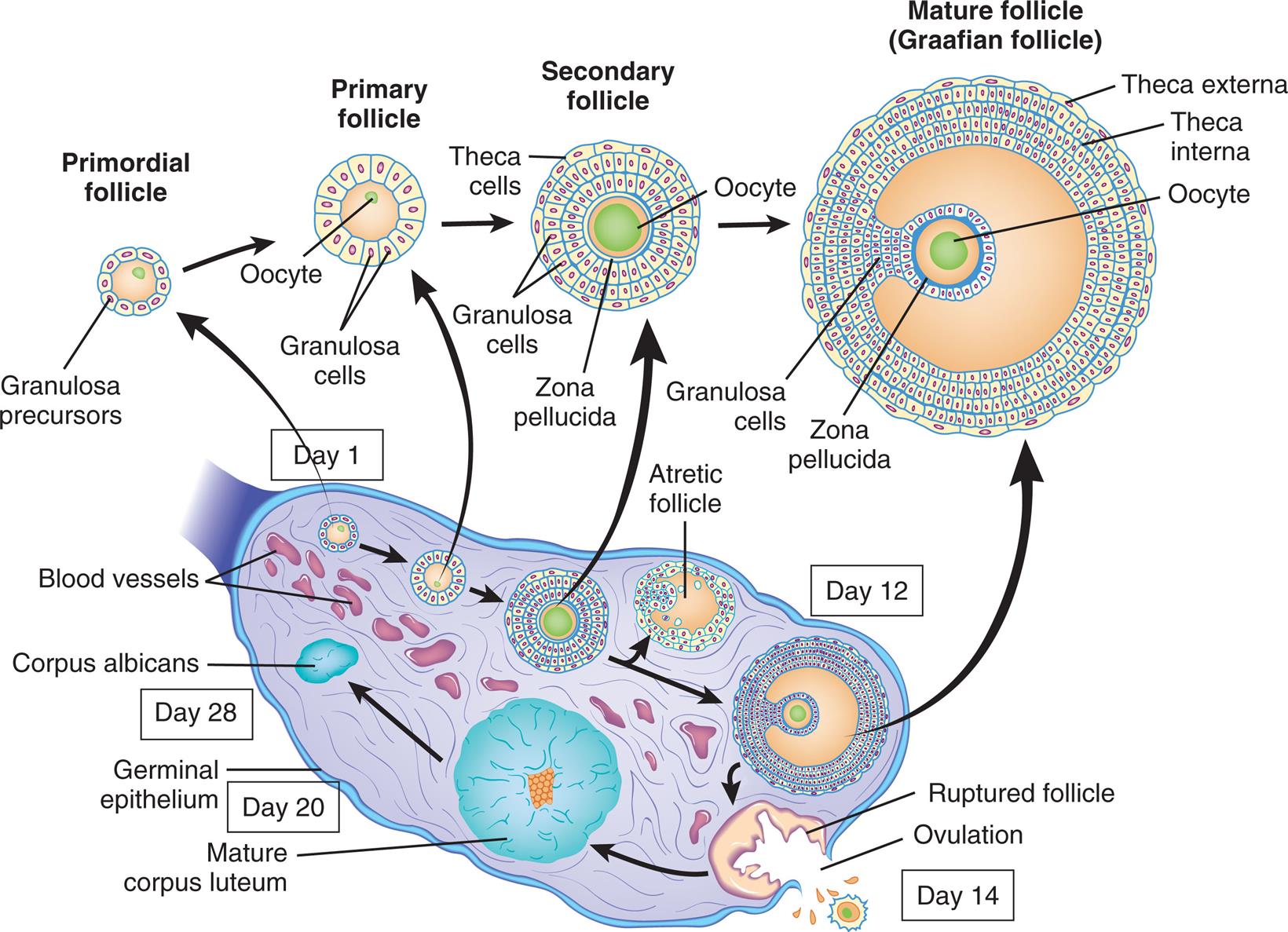 “A series of illustration of the cross-section of the ovary tracks the development of ovarian follicle. Day 1. The primordial follicle is an oocyte surrounded by a layer of granulosa precursors. The follicle undergoes the following changes until Day 12. • The primary follicle has a larger oocyte surrounded by a layer of granulosa cells. • The secondary follicle is filled with oocyte and is surrounded by a zona pellucida, multiple layers of granulosa cells, and an outer layer of theca cells. • The atretic follicle develops. Day 12. The mature follicle (Graafian follicle) shows an oocyte surrounded by a thicker zona pellucida, proliferated granulosa cells, theca interna, and theca externa. Day 14. The follicle ruptures and results in ovulation. A mature corpus luteum develops. Day 20. Geminal epithelium. Mature corpus luteum develops. Day 28. Corpus albicans.”