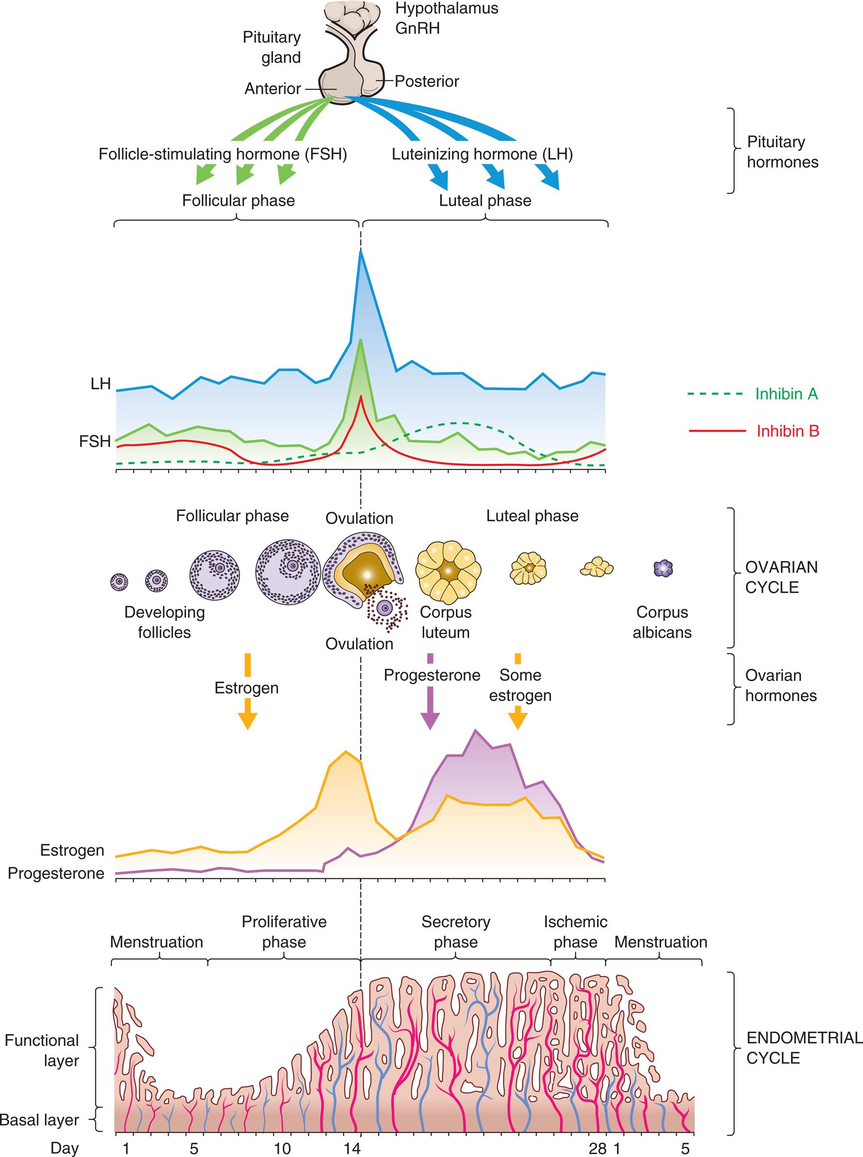 Four illustrations show the four phases of the menstrual cycle. The cycle consists of follicular or proliferative phases, luteal or secretory phases, follicular or luteal phases, and proliferative, secretory, or ischemic phases.