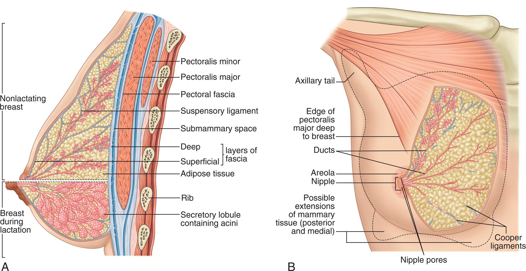 “Illustration A shows a lateral, cross-sectional view of a breast. The following structures of the breast are labeled, from the top to the bottom: pectoralis minor, pectoralis major, pectoral fascia, suspensory ligament, submammary space, layers of fascia (deep, superficial), adipose tissue, rib, and secretory lobule. The upper part of the breast, above the nipple, represents a nonlactating breast, and shows tiny secretory lobules. The lower part of the breast, below the nipple, represents a lactating breast, and shows larger secretory lobules containing acini. Illustration B is an anterior view of a breast. The following structures of the breast are labeled, from the top to the bottom: axillary tail, edge of pectoralis major deep to breast, ducts, areola, nipple, cooper ligaments, and possible extensions of mammary tissue (posterior and medial).”