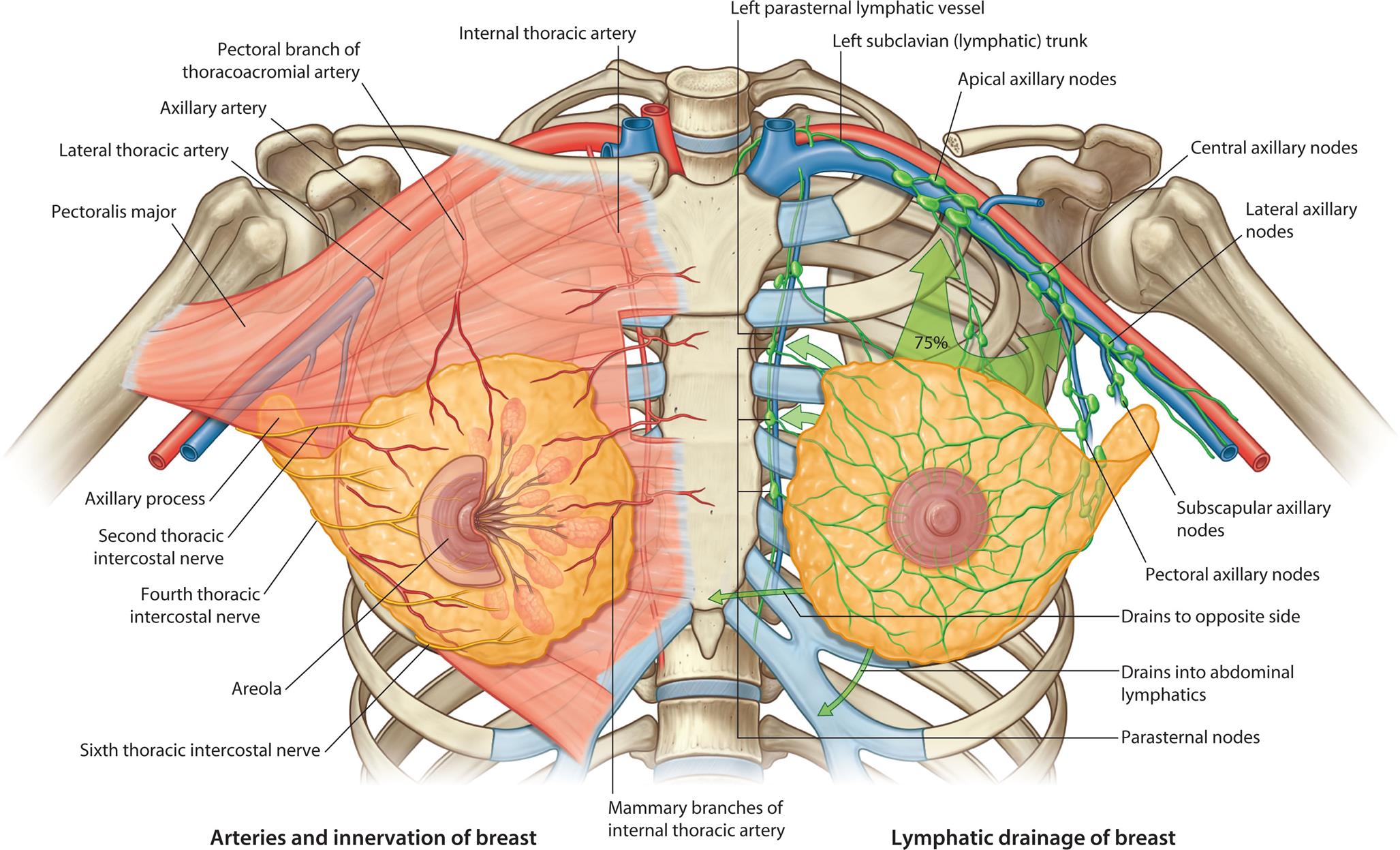 “An illustration shows the vasculature, innervation, and lymphatic drainage of the female breast. The left side of the illustration shows the arteries and innervation of breast, labeling the following structures from the top to the bottom: internal thoracic artery, pectoral branch of thoracoacromial artery, axillary artery, pectoralis major, axillary process, second thoracic intercostal nerve, fourth thoracic intercostal nerve, mammary branches of internal thoracic artery, areola, and sixth thoracic intercostal nerve. The right side of the illustration shows the lymphatic draining of breast, labeling the following structures from the top to the bottom: left parasternal lymphatic vessel, left subclavian (lymphatic) trunk, apical axillary nodes, central axillary nodes, lateral axillary nodes, subscapular axillary nodes, pectoral axillary nodes, drains to opposite side, drains into abdominal lymphatics, and parasternal nodes.”