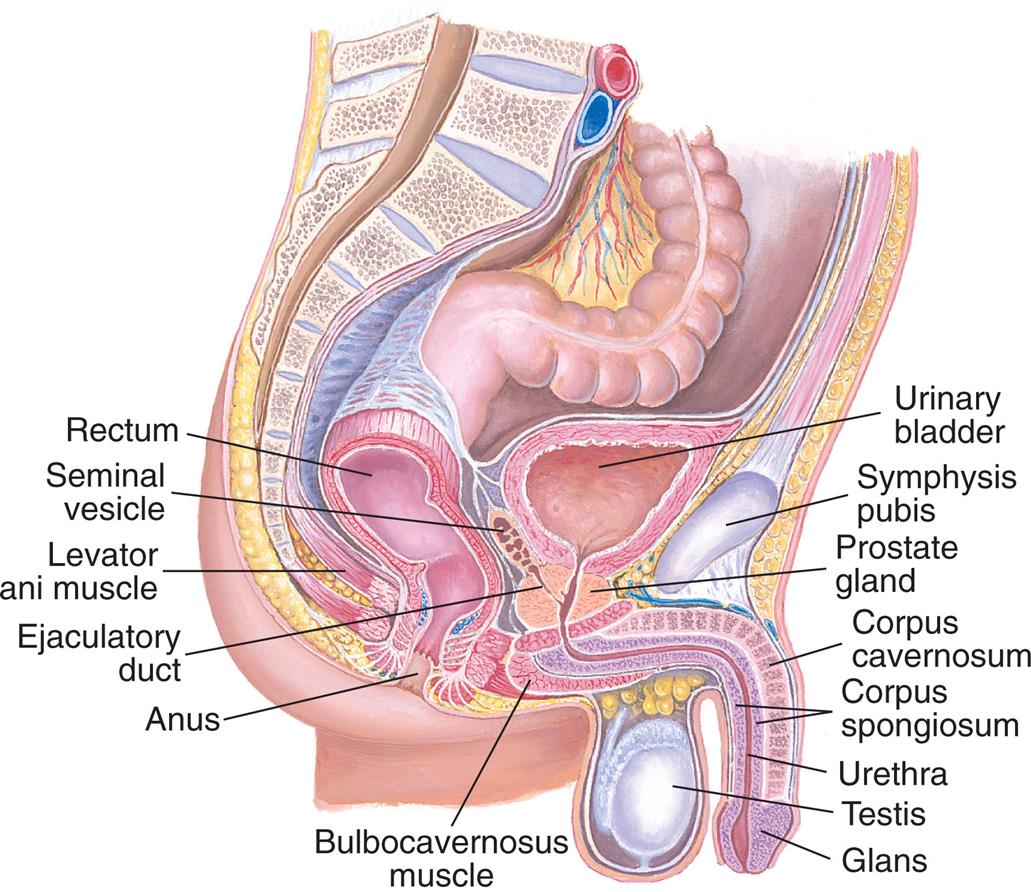 An illustration of the right lateral view of the male reproductive organs shows and labels the followings structures, clockwise from the top: urinary bladder, symphysis pubis, prostate gland, corpus cavernosum, corpus spongiosum, urethra, testis, glans, bulbocavernosus muscle, anus, ejaculatory duct, levator ani muscle, seminal vesicle, and rectum.