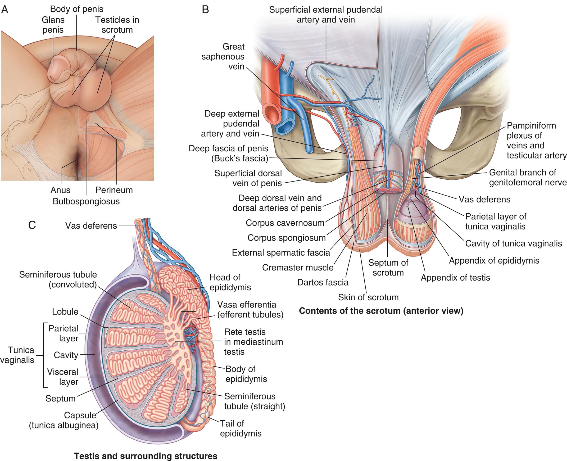 “Illustration A is an inferior view of the external male genitalia. The following structures on the genitalia are labeled from the top to the bottom: glans penis, body of penis, testicles in scrotum, perineum, bulbospongiosus, and the anus. Illustration B is an anterior view of the male genitalia, with the scrotum. The following structures are labeled, clockwise from the right: pampiniform plexus of veins and testicular artery, genital branch of genitofemoral nerve, vas deferens, parietal layer of tunica vaginalis, cavity of tunica vaginalis, appendix of epididymis, appendix of testis, septum of scrotum, skin of scrotum, dartos fascia, cremaster muscle, external spermatic fascia, corpus spongiosum, corpus cavernosum, deep dorsal vein and dorsal arteries of penis, superficial dorsal vein of penis, deep fascia of penis (buck's fascia), deep external pudendal artery and vein, great saphenous vein, and superficial external pudendal artery and vein. Illustration C is the sagittal view of the testis and surrounding structures. The following structures on the genitalia are labeled, clockwise from the top: vas deferens, head of epididymis, vasa efferentia (efferent tubules), rete testis in mediastinum testis, body of epididymis, seminiferous tubule (straight), tail of epididymis, capsule (tunica albuginea), septum, tunica vaginalis (parietal layer, cavity, visceral layer), lobule, and seminiferous tubule (convoluted).”