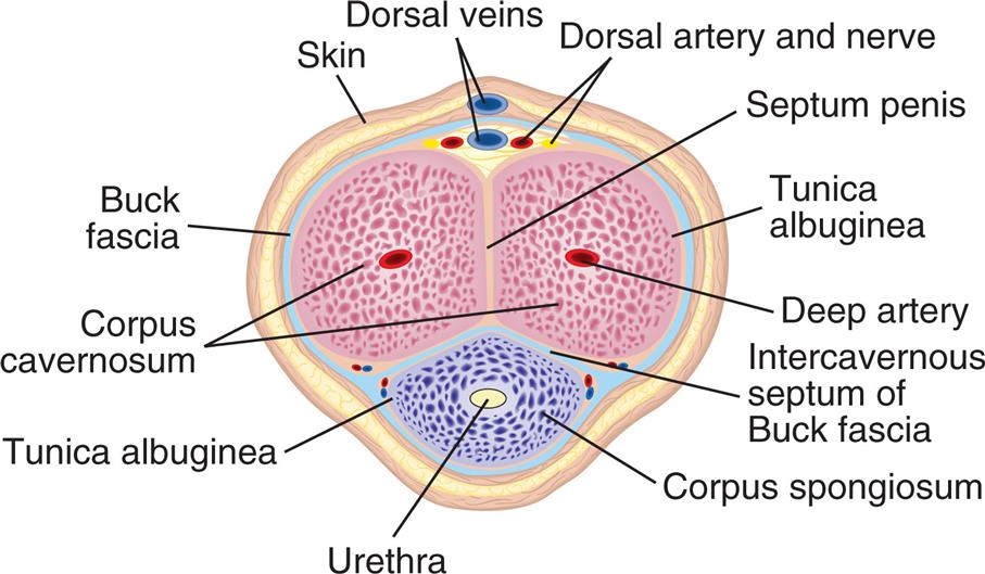 An illustration of the cross-section of the penis shows and labels the following structures, clockwise from the top: dorsal veins, dorsal artery and nerve, septum penis, tunica albuginea, deep artery, intercavernous septum of Buck fascia, corpus spongiosum, urethra, tunica albuginea, corpus cavernosum, buck fascia, and skin.