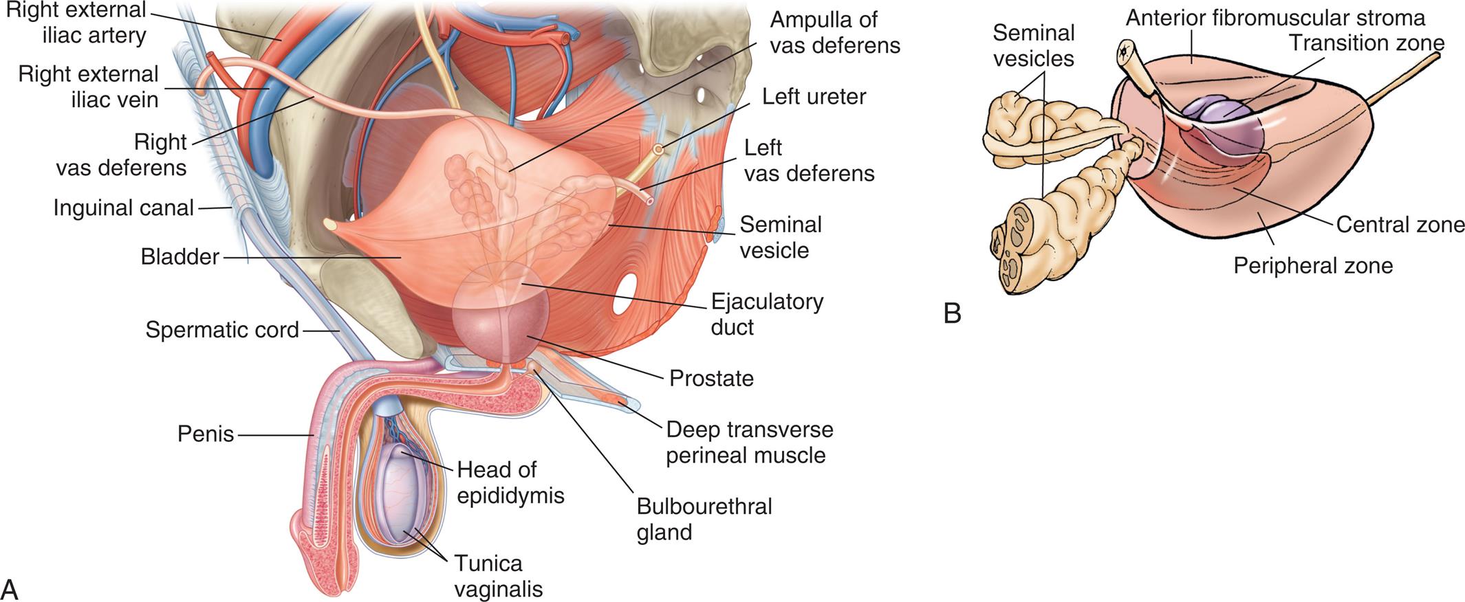“Illustration A shows and labels the following structures of the male reproductive organs, clockwise from the top: ampulla of vas deferens, left ureter, left vas deferens, seminal vesicle, ejaculatory duct, prostate, deep transverse perineal muscle, bulbourethral gland, head of epididymis, tunica vaginalis, penis, spermatic cord, bladder, inguinal canal, right vas deferens, right external iliac vein, and right external iliac artery. Illustration B shows and labels the following structures of the male reproductive organs: anterior fibromuscular stroma, transition zone, central zone, peripheral zone, and seminal vesicles.”