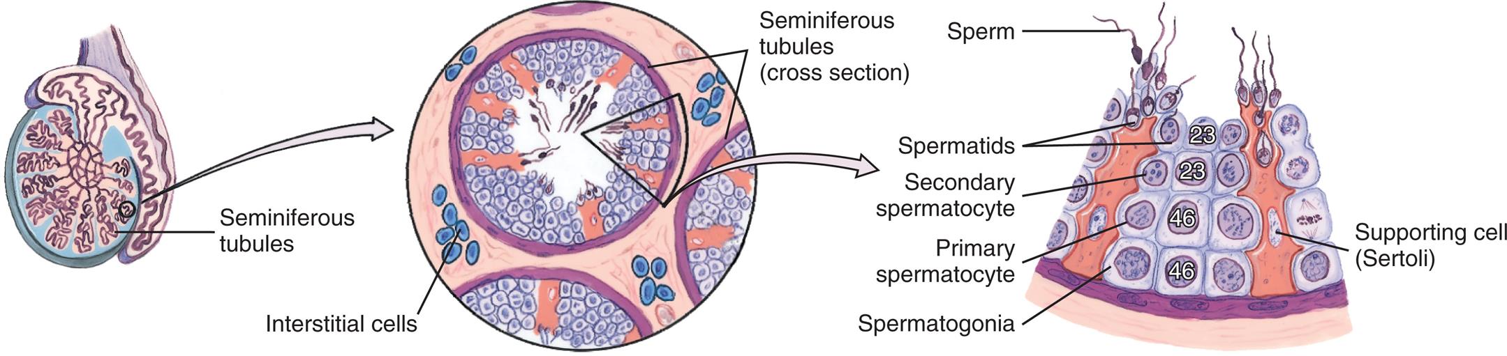 “A series of illustration demonstrates spermatogenesis. Left panel. The illustration shows a cross-section of testis with seminiferous tubules. Middle panel. The illustration shows an enlarged view of cross-section of seminiferous tubules with interstitial cells in between the tubules. Bottom panel. The illustration shows an enlarged cross-sectional view of portion of seminiferous tubule and labels the following structures from the top: sperm, spermatids, secondary spermatocyte, primary spermatocyte, supporting cell (Sertoli), and spermatogonia.”