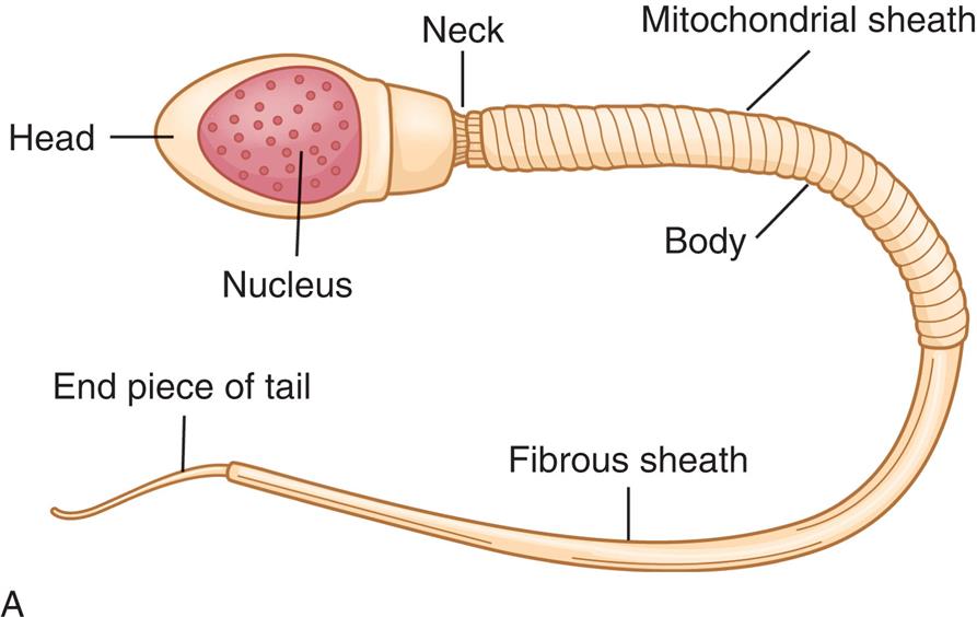 “Illustration A shows and labels the following structures of a mature sperm: head, nucleus, neck, mitochondrial sheath, body, fibrous sheath, and end piece of tail. Photomicrograph B shows a cluster of sperms swimming.”