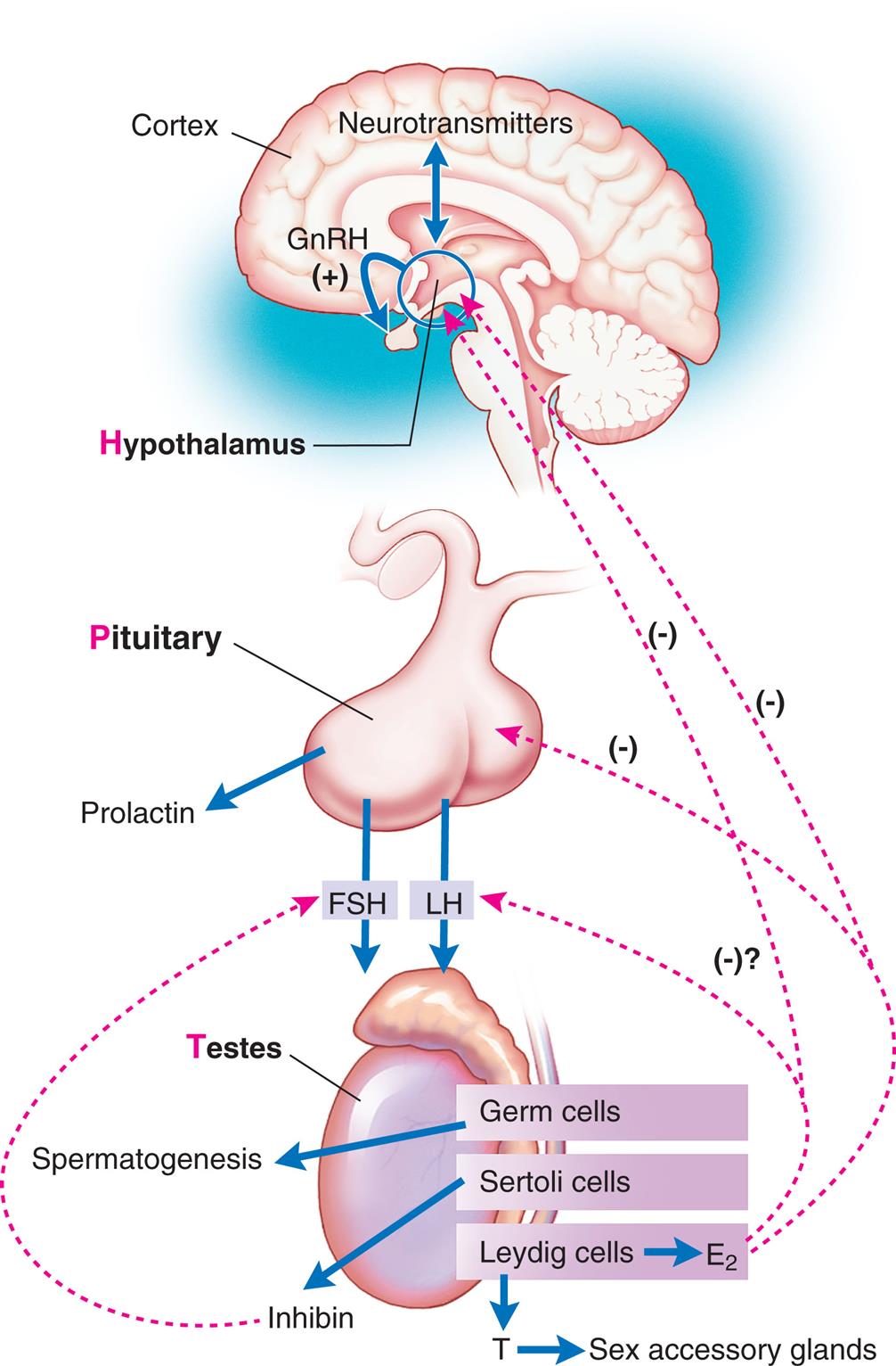 “An illustration represents the activity along the hypothalamus-pituitary-testicular axis. The illustration shows a brain. There are neurotransmitters in the cortex. The hypothalamus releases G n R H. G n R H stimulates pituitary. The pituitary releases prolactin, F S H, and L H. The F S H and L H impact the testes. Germ cells trigger spermatogenesis. Sertoli cells releases inhibin that provide positive feedback to the F S H. Leydig cells release E 2 which provides negative feedback to L H, the pituitary, and the hypothalamus. Leydig cells also release testosterone which acts on sex accessory glands.”