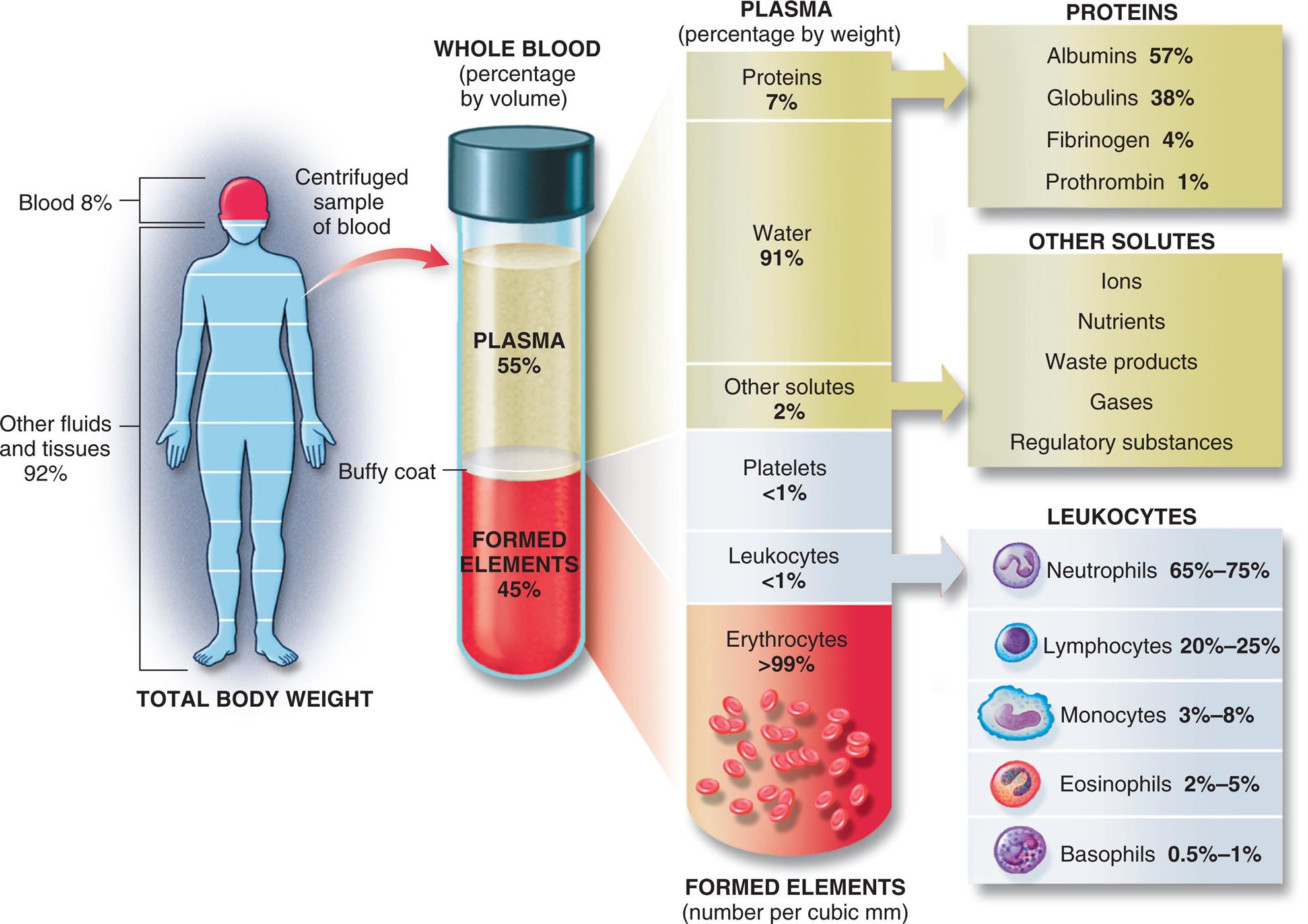 An illustration shows the composition of the whole blood. The total body weight has the following composition. • Blood, 8 percent. • Other fluids and tissues, 92 percent. The whole blood (percentage by volume) has the following composition. • Plasma, 55 percent. • Buffy coat. • Formed elements, 45 percent. The plasma (percentage by weight) has the following composition: • Proteins (plasma), 7 percent. • Water (plasma), 91 percent. • Other solutes (plasma), 2 percent. • Platelets (buffy coat), less than 1 percent. • Leukocytes, (buffy coat), less than 1 percent. • Erythrocytes (formed elements), greater than 99 percent, in number per cubic millimeters. The composition of proteins in plasma is as follows. • Albumins, 57 percent. • Globulins, 38 percent. • Fibrinogen, 4 percent. • Prothrombin, 1 percent. The composition of other solutes in plasma is as follows. • Ions. • Nutrients. • Waste products. • Gases. • Regulatory substances. The composition of leukocytes in buffy coat is as follows. • Neutrophils, 65 to 75 percent. • Lymphocytes, 20 to 25 percent. • Monocytes, 3 to 8 percent. • Eosinophils, 2 to 5 percent. • Basophils, 0.5 to 1 percent.