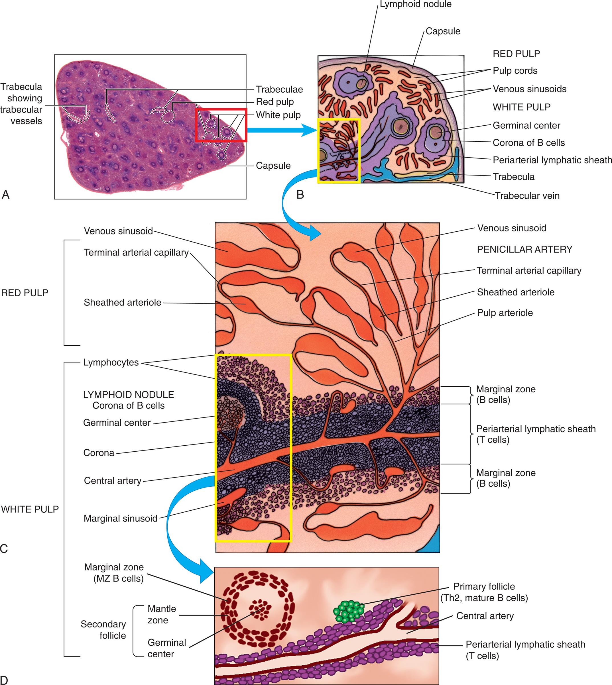 Three illustrations, A, B, C, and D, shows the splenic architecture. Top-left panel, A. The illustration shows a cross-section of the spleen and highlights the following structures: trabecula showing trabecular vessels, trabeculae, red pulp, white pulp, and capsule. Top-right panel, B. The illustration shows and labels the following subcapsular splenic structures, clockwise from the top: lymphoid nodule, capsule, red pulp (pulp cords, venous sinusoids), and white pulp (germinal center, corona of B cells, periarterial lymphatic sheath, trabecula, and trabecular vein. Middle panel, C. The illustration shows magnified view of the red pulp and the white pulp. The red pulp comprises venous sinusoid, terminal arterial capillary, sheathed arteriole, venous sinusoid, penciller artery, terminal artery capillary, sheathed arteriole, and pulp arteriole. The white pulp comprises lymphocytes, lymphoid nodule corona of B cells, germinal center, corona, central artery, marginal sinusoid, marginal zone (B cells), periarterial lymphatic sheath (T cells), and marginal zone (B cells). Bottom panel, D. The illustration shows the splenic arteries and the trabecular arteries. The following structures on the illustration are labeled, marginal zone (M Z B cells), primary follicle (T h 2, mature B cells), secondary follicle (mantle zone and germinal center), and periarterial lymphatic sheath (T cells).