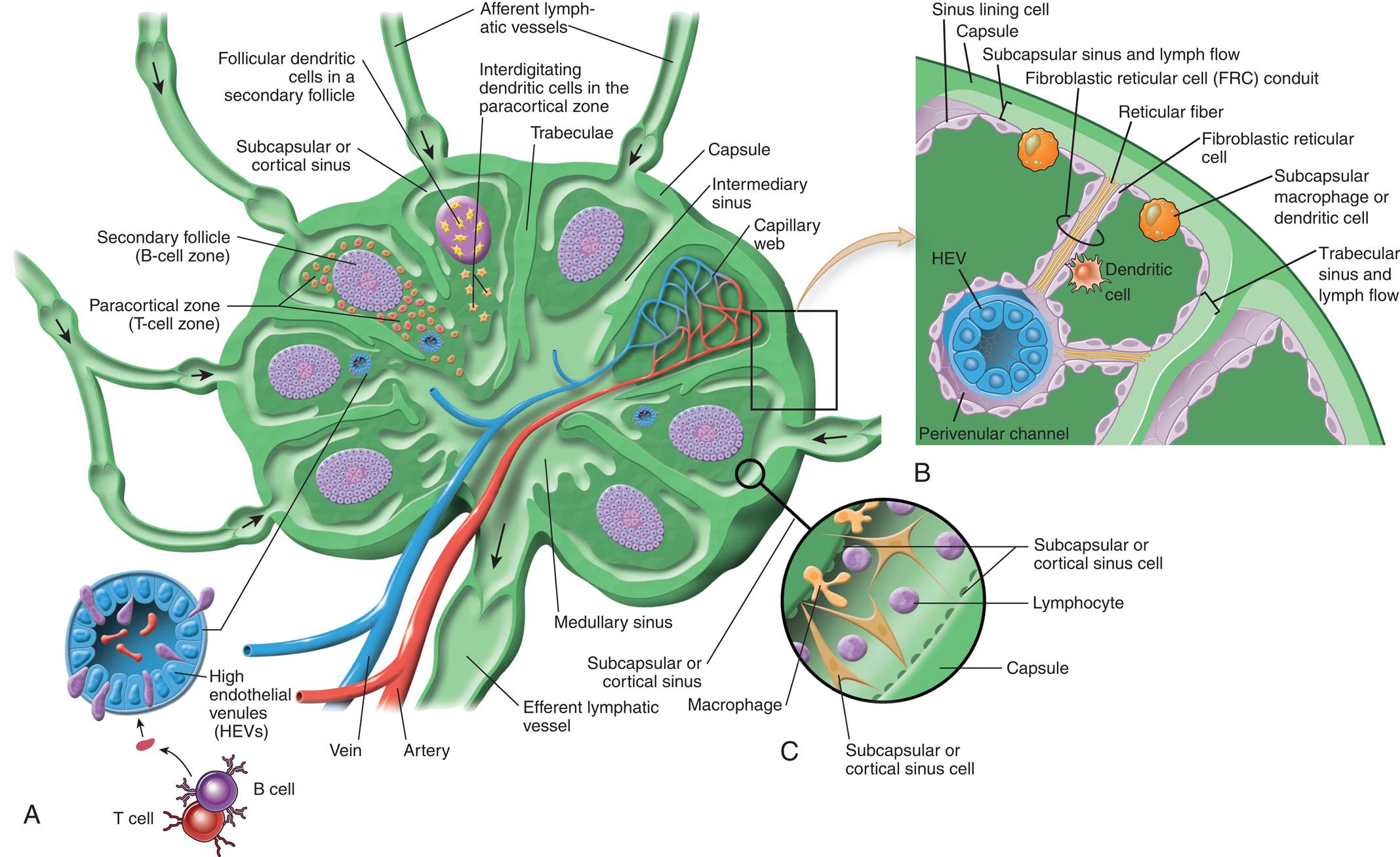 Three illustrations, A, B, and C, show the architecture of the lymph node. Left panel, A. The illustration shows a cross-section of the lymph vessel. The following structures on the illustration are labeled, clockwise from the top: afferent lymphatic vessels, interdigitating dendritic cells in the paracortical zone, trabeculae, capsule, intermediary sinus, capillary web, medullary sinus, efferent lymphatic vessel, artery, vein, high endothelial venules (H E Vs), paracortical zone (T-cell zone), secondary follicle (B-cell zone), follicular dendritic cells in a secondary follicle, and subcapsular cortical sinus. Top-right panel, B. The illustration shows the cellular composition of the lymph node. The following structures on the illustration, clockwise from the top: sinus lining cell, capsule, subcapsular sinus and lymph flow, fibroblastic reticular cell (F R C) conduit, reticular fiber, fibroblastic reticular cell, subcapsular macrophage or dendritic cell, trabecular sinus and lymph flow, dendritic cell, H E V, and perivenular channel. Bottom-right panel, C. The illustration shows the subcapsular sinus and labels the following parts: subcapsular or cortical sinus cell, lymphocyte, capsule, subcapsular or cortical sinus cell, macrophage, and subcapsular or cortical sinus.