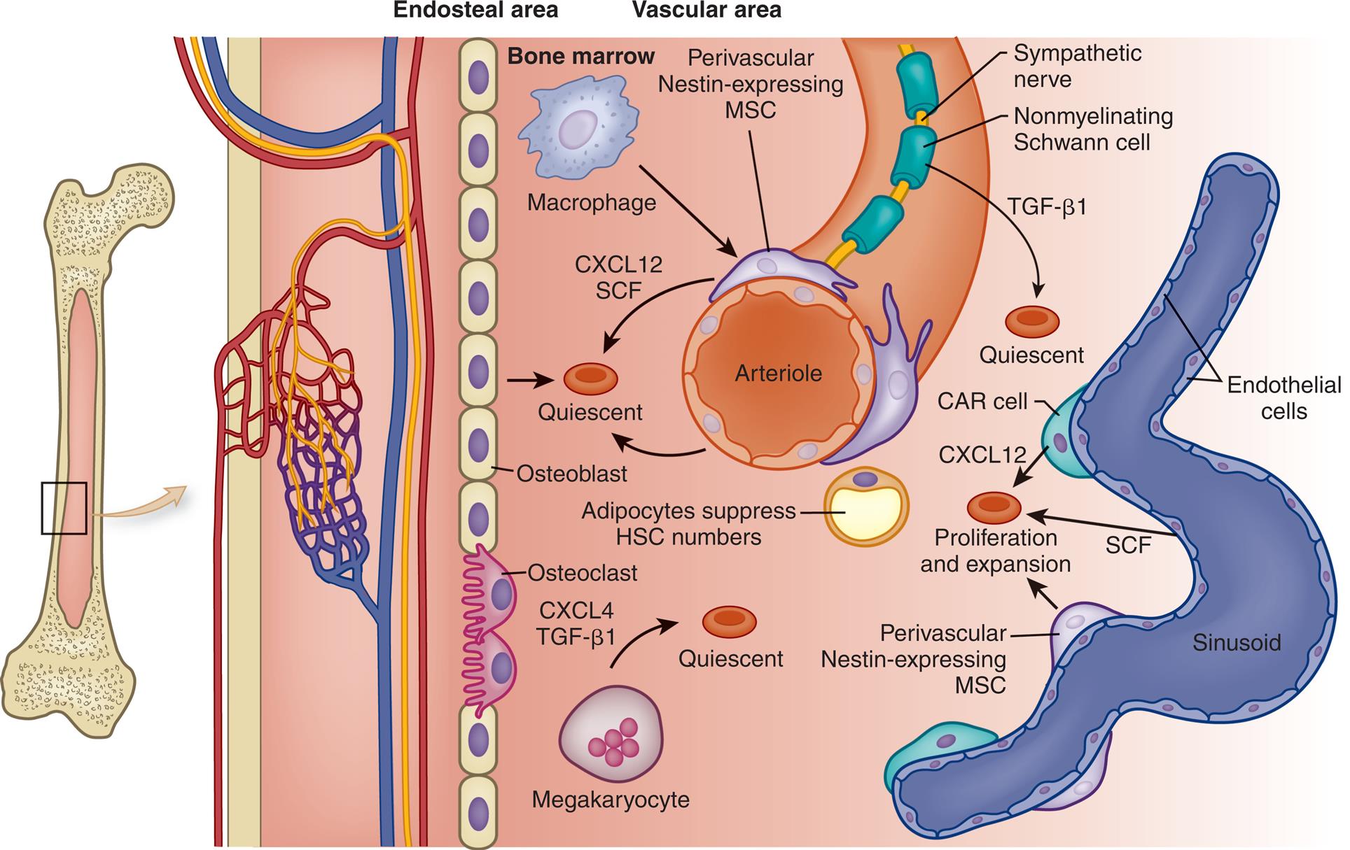 An illustration shows a magnified view of a section of a bone. From the left to the right, the structure comprises an endosteal area and a vascular area. The endosteal area comprises a layer of osteoblast cells embedded with osteoclast cells. The vascular area comprises an arteriole. The following structures on the arteriole are identified: sympathetic nerve, nonmyelinating Schwann cell, T G F-beta 1 (quiescent), perivascular nestin-expressing M S C, bone marrow, macrophage, and C X C L 12, S C F. The adipocytes suppress H S C numbers. The megakaryocyte release C X C L 4 and T G F-beta 1 to the quiescent. The following structures on the sinusoid are identified: endothelial cells, C A R cell, C A C L 12, S C F, and perivascular nestin-expressing M S C, which contribute to proliferation and expansion of the quiescent.