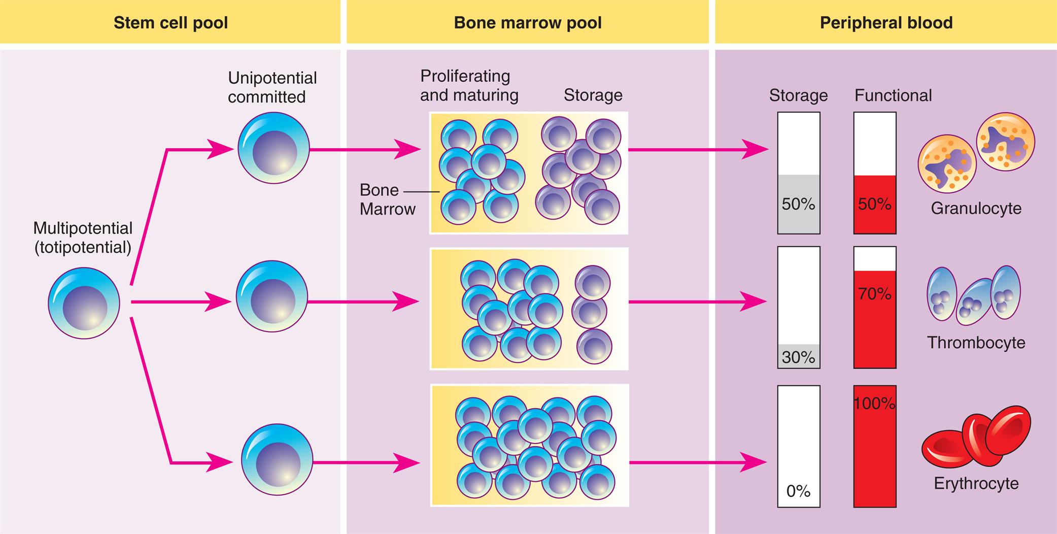 A three-panel illustration shows the process of hematopoiesis. Left panel, stem cell pool. A multipotential (totipotential) cell differentiates to unipotential committed cells. Middle panel, bone marrow pool. Half the pool proliferates and matures, while the other half is stored; most of the pool proliferates and matures, while the rest is stored; or the entire pool proliferates and matures. Right panel, peripheral blood. There are three types of cells. • Granulocyte: 50 percent stored and 50 percent functional. • Thrombocyte: 30 percent stored and 70 percent functional. • Erythrocyte: 0 percent stored and 100 percent functional.